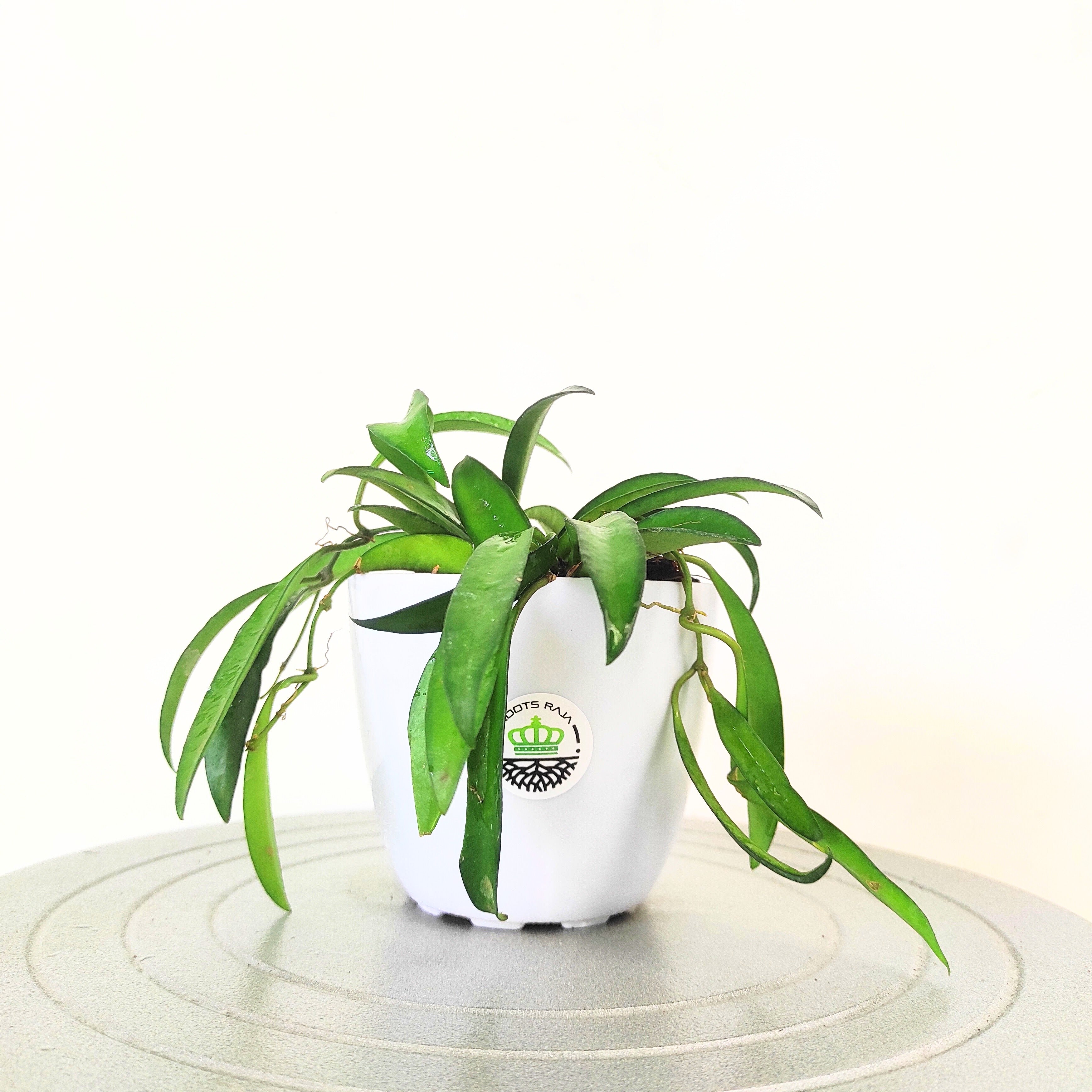Hoya Kentiana Green