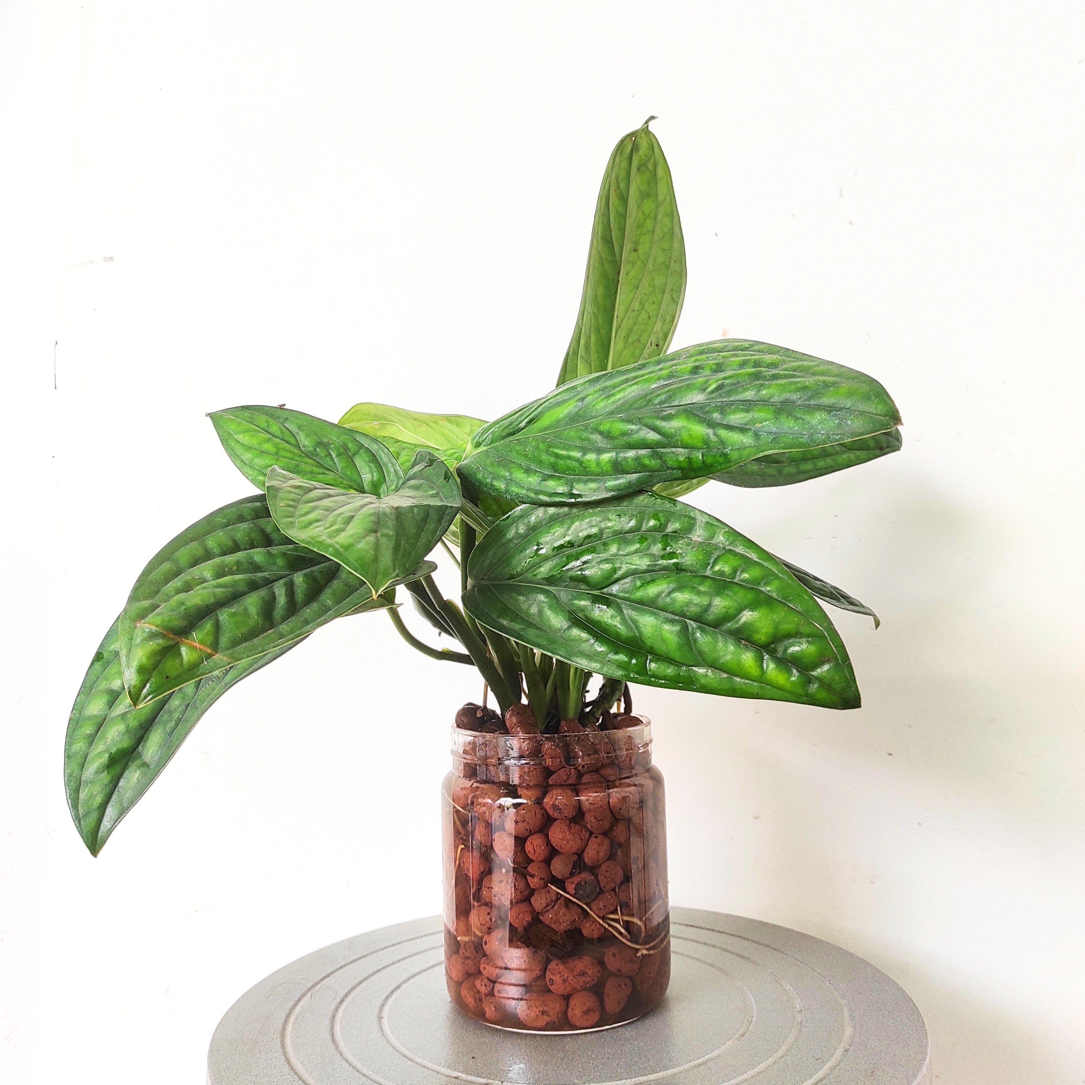 Monstera Peru