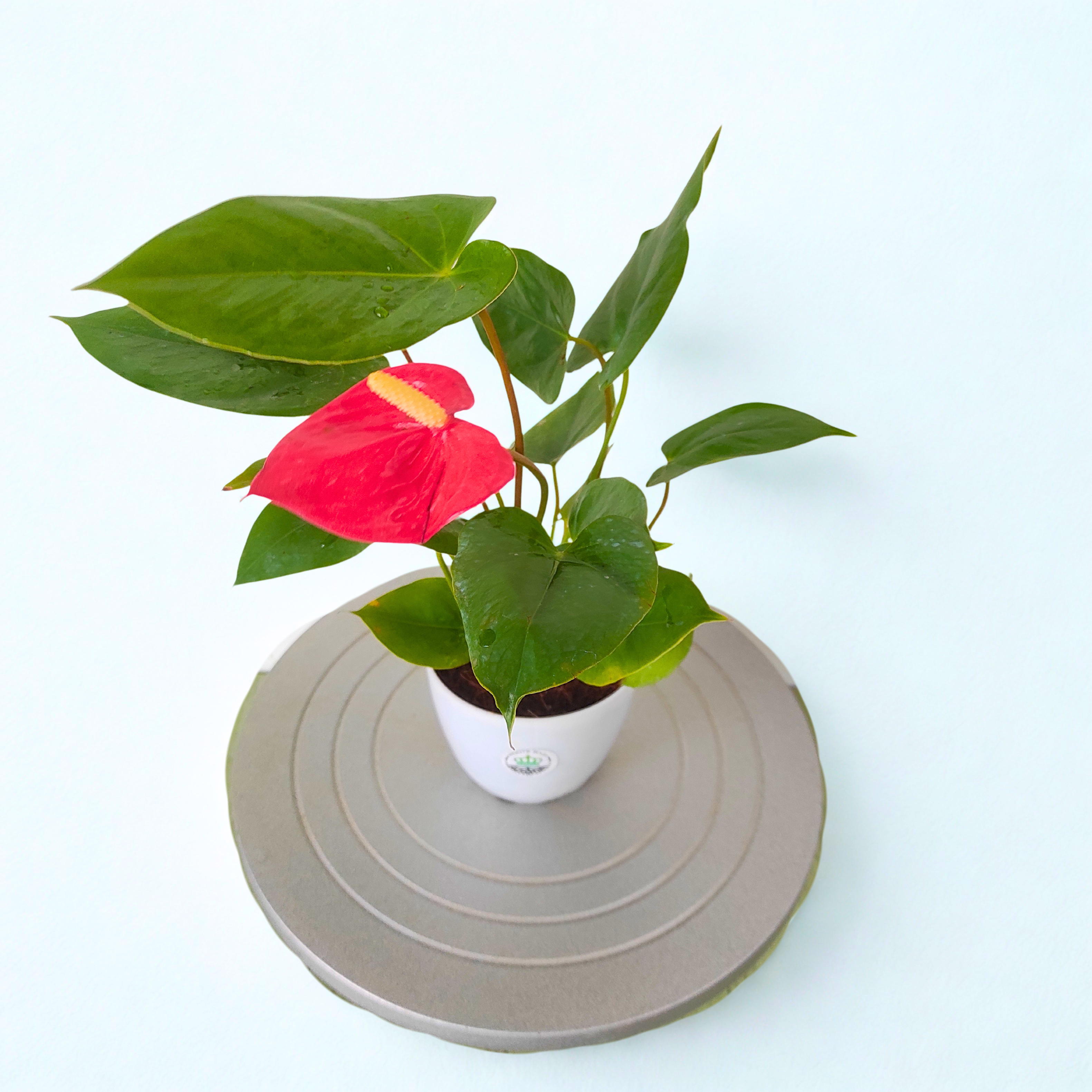 Anthurium Plant (Red)