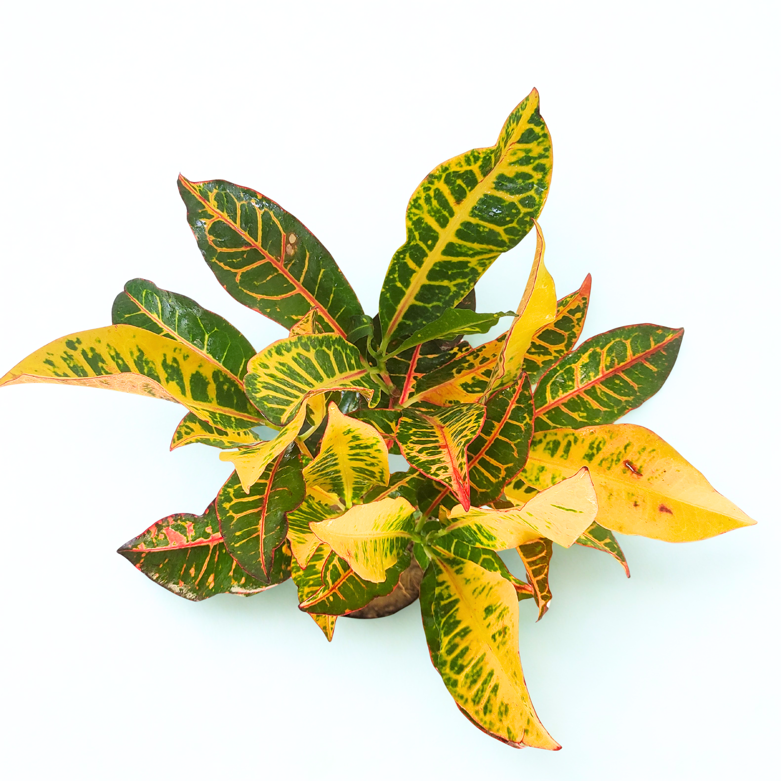 Garden Croton Broad Leaf