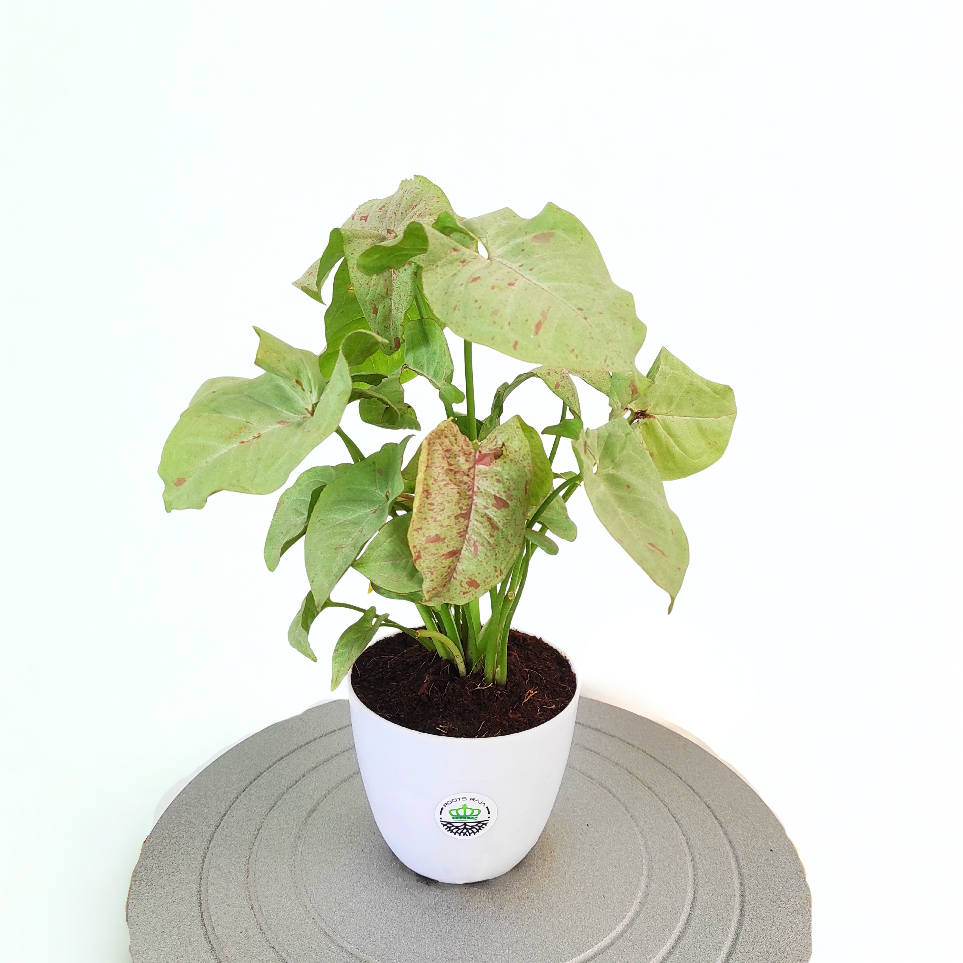 Syngonium 'Confetti'