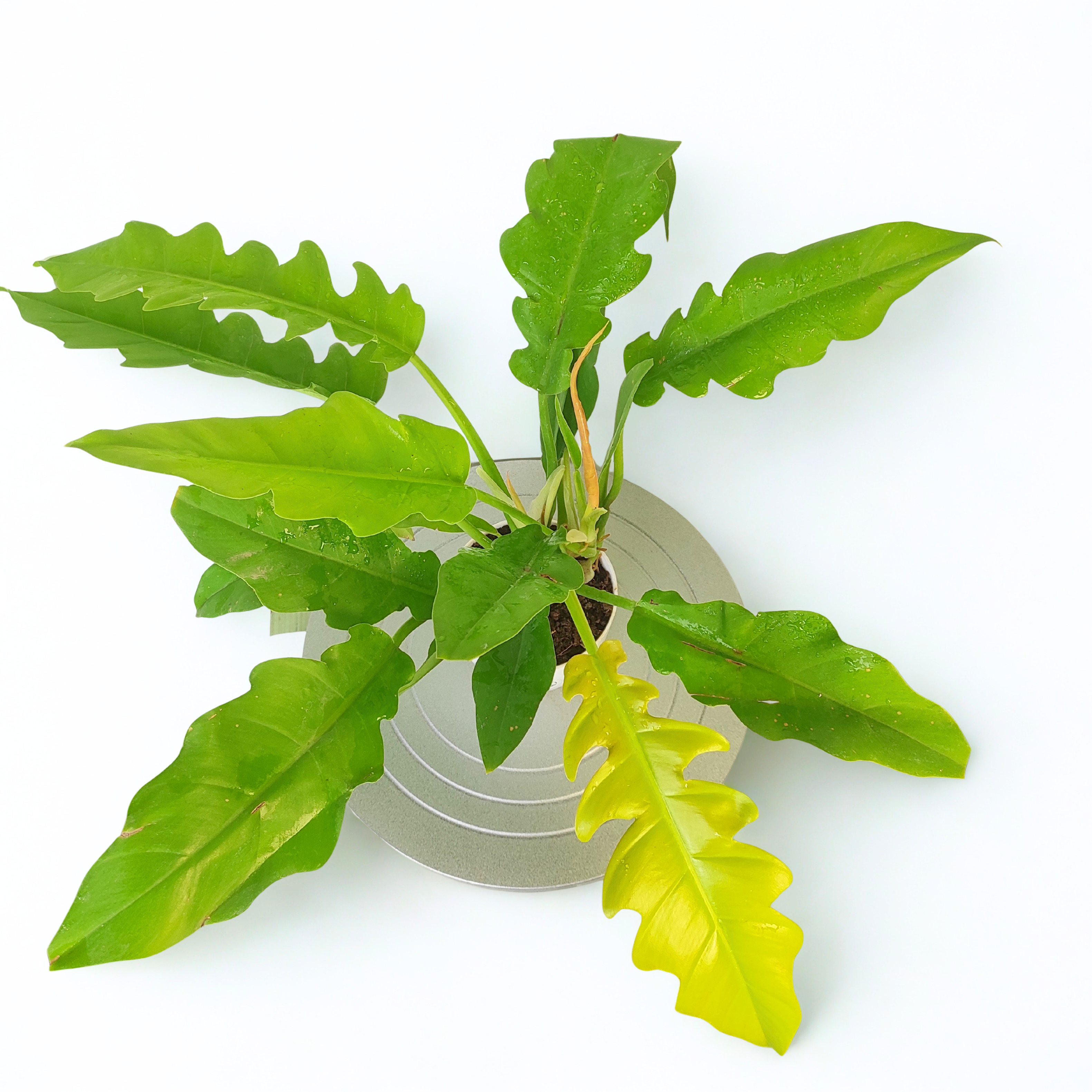 Philodendron Golden Saw