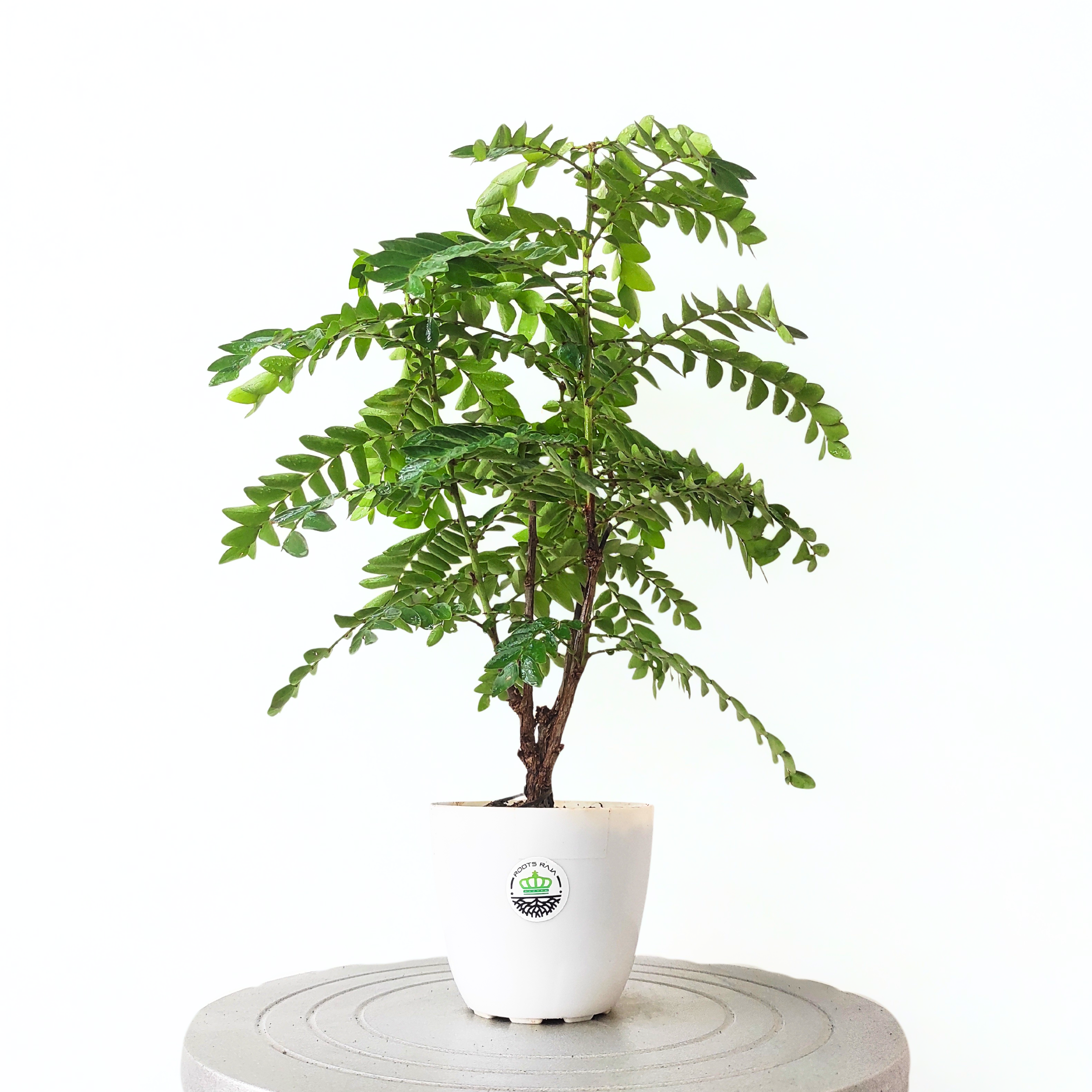 Amarus Plant