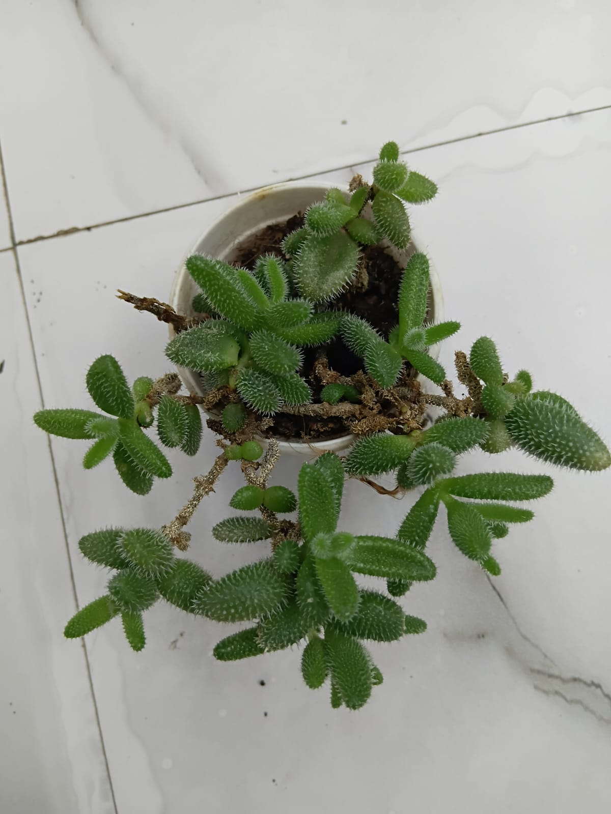 Delosperma echinatum