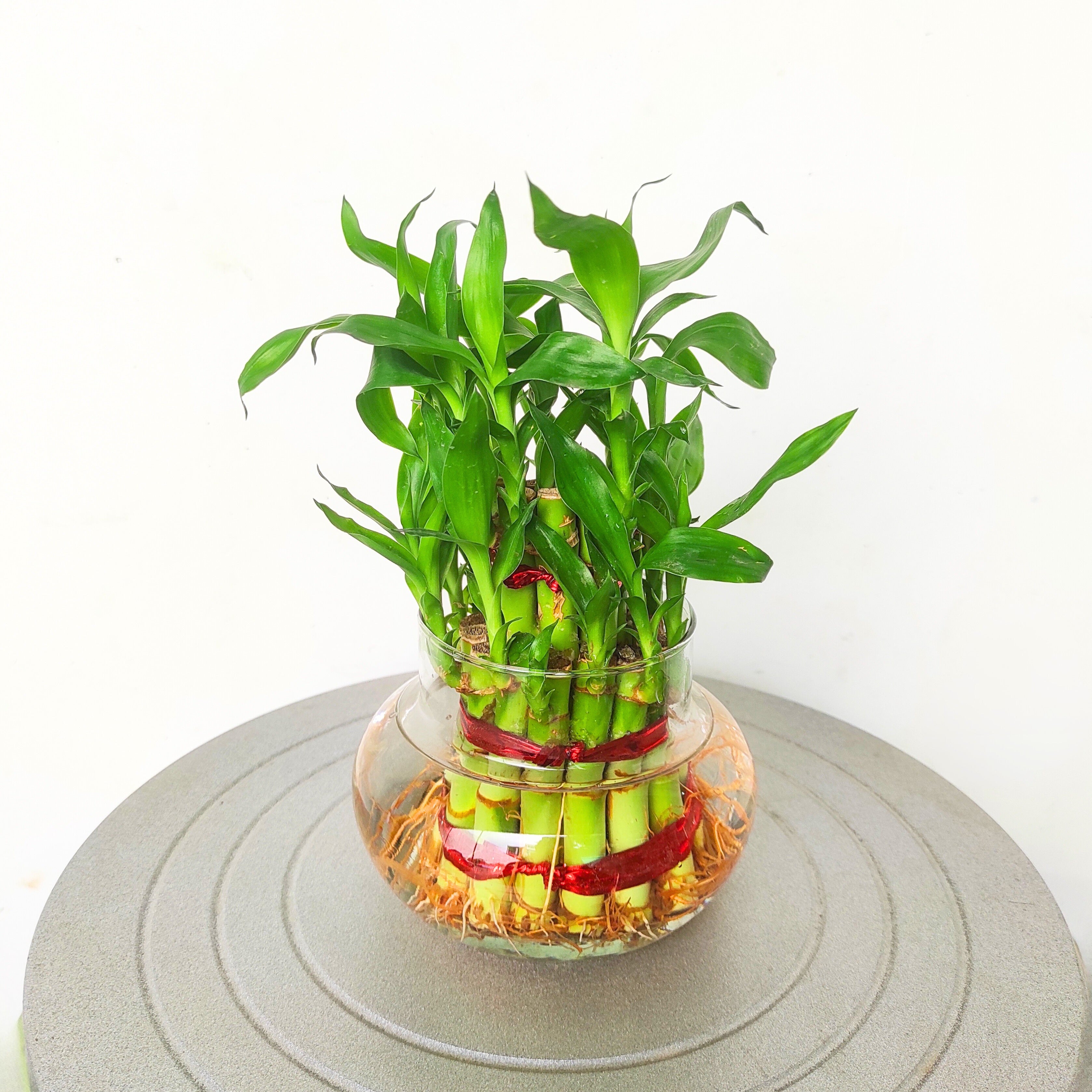 Lucky Bamboo