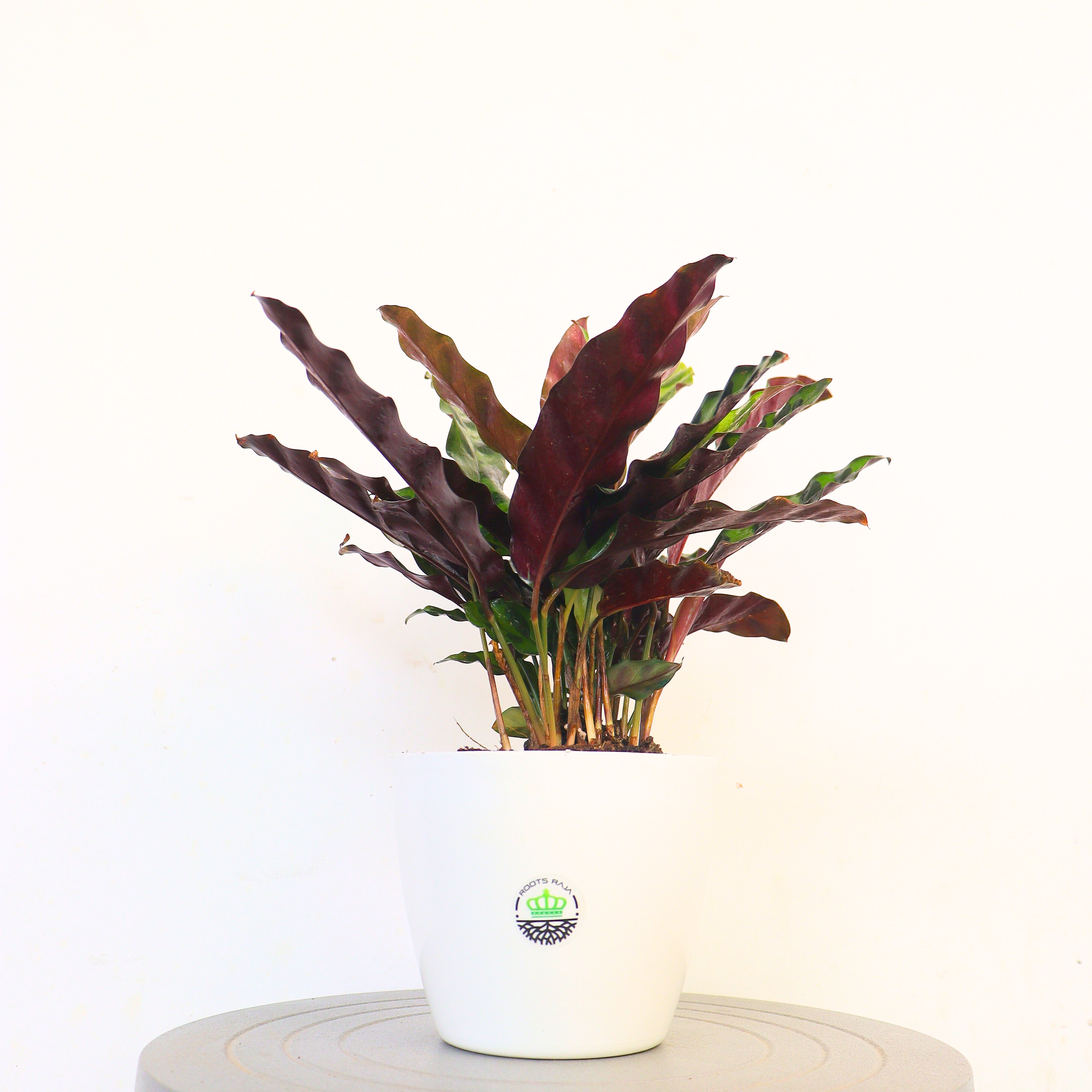 Calathea Insignis