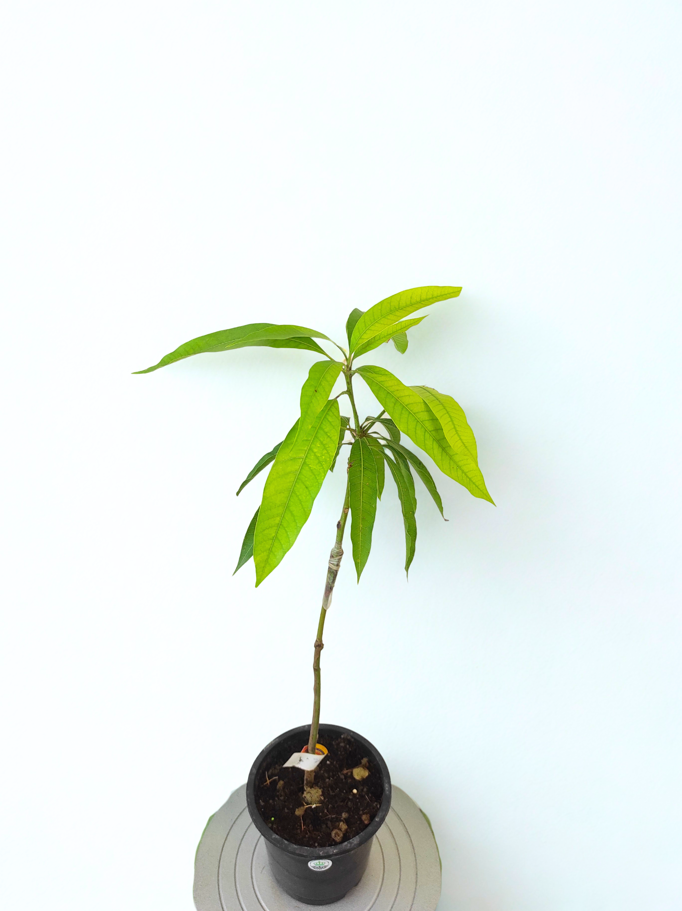 Grafted Arunika Mango