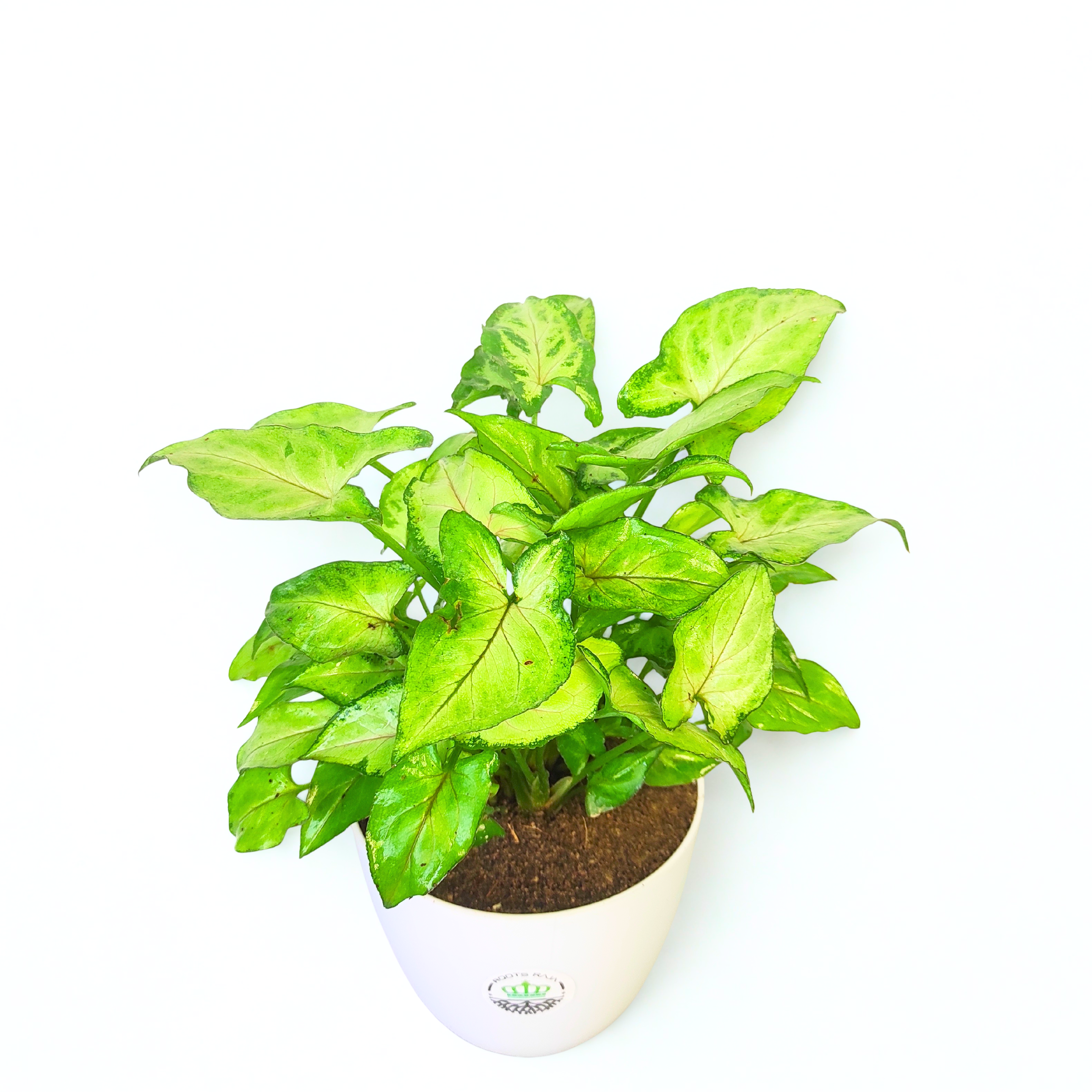 Syngonium Pixie