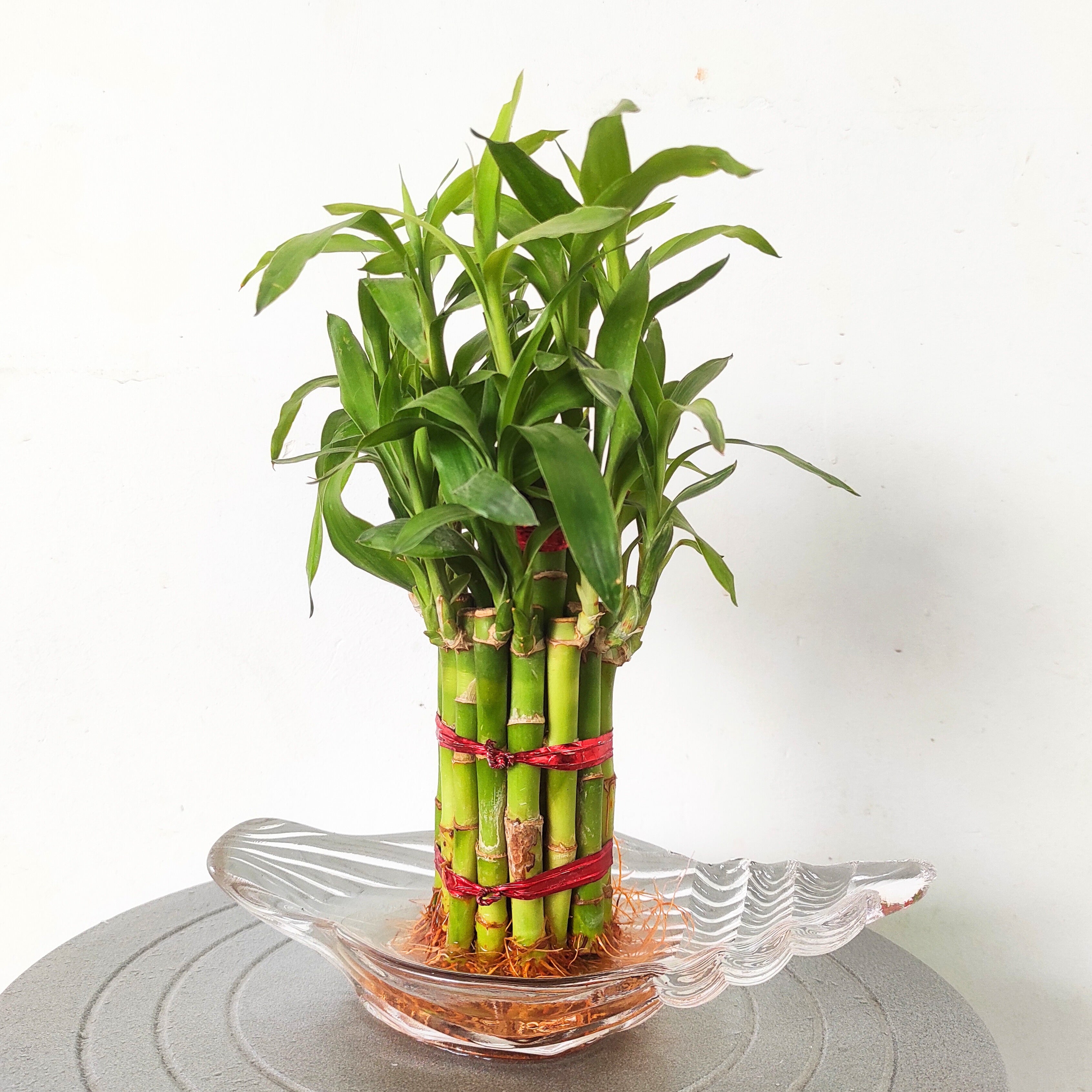 Lucky Bamboo