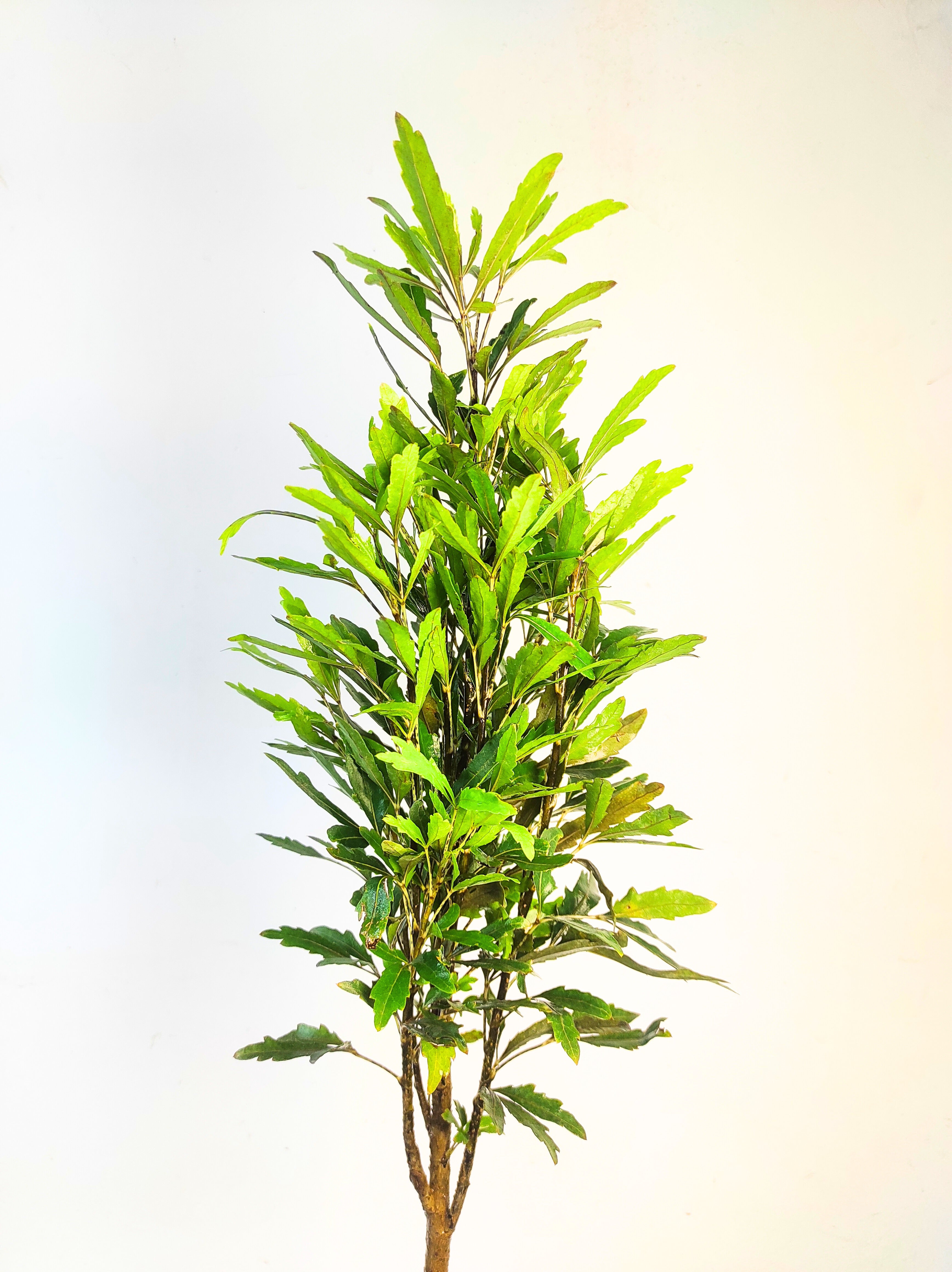 False Aralia
