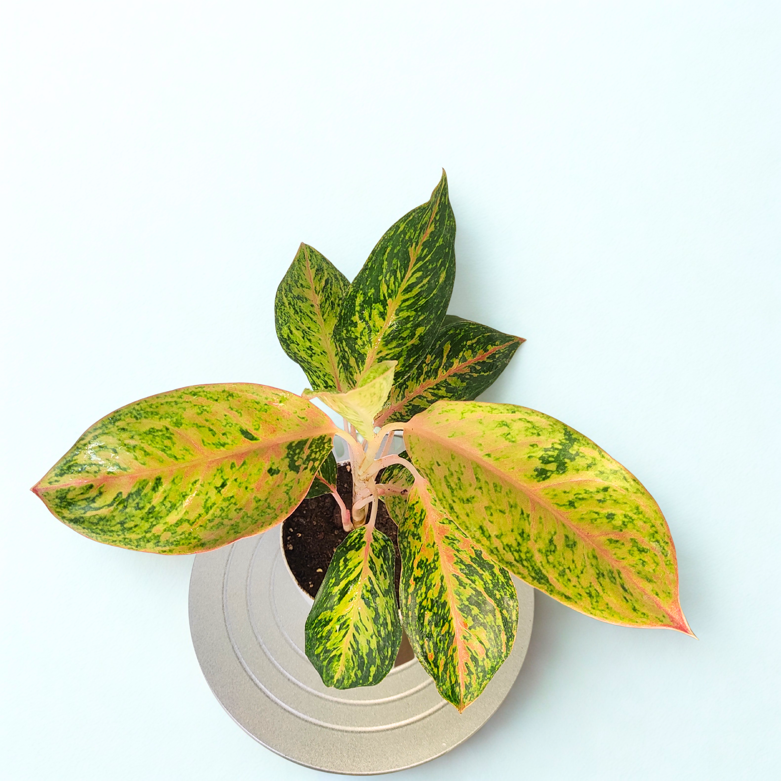 aglaonema firecracker Buy Aglaonema Firework Online – Best Indoor Plant for Home