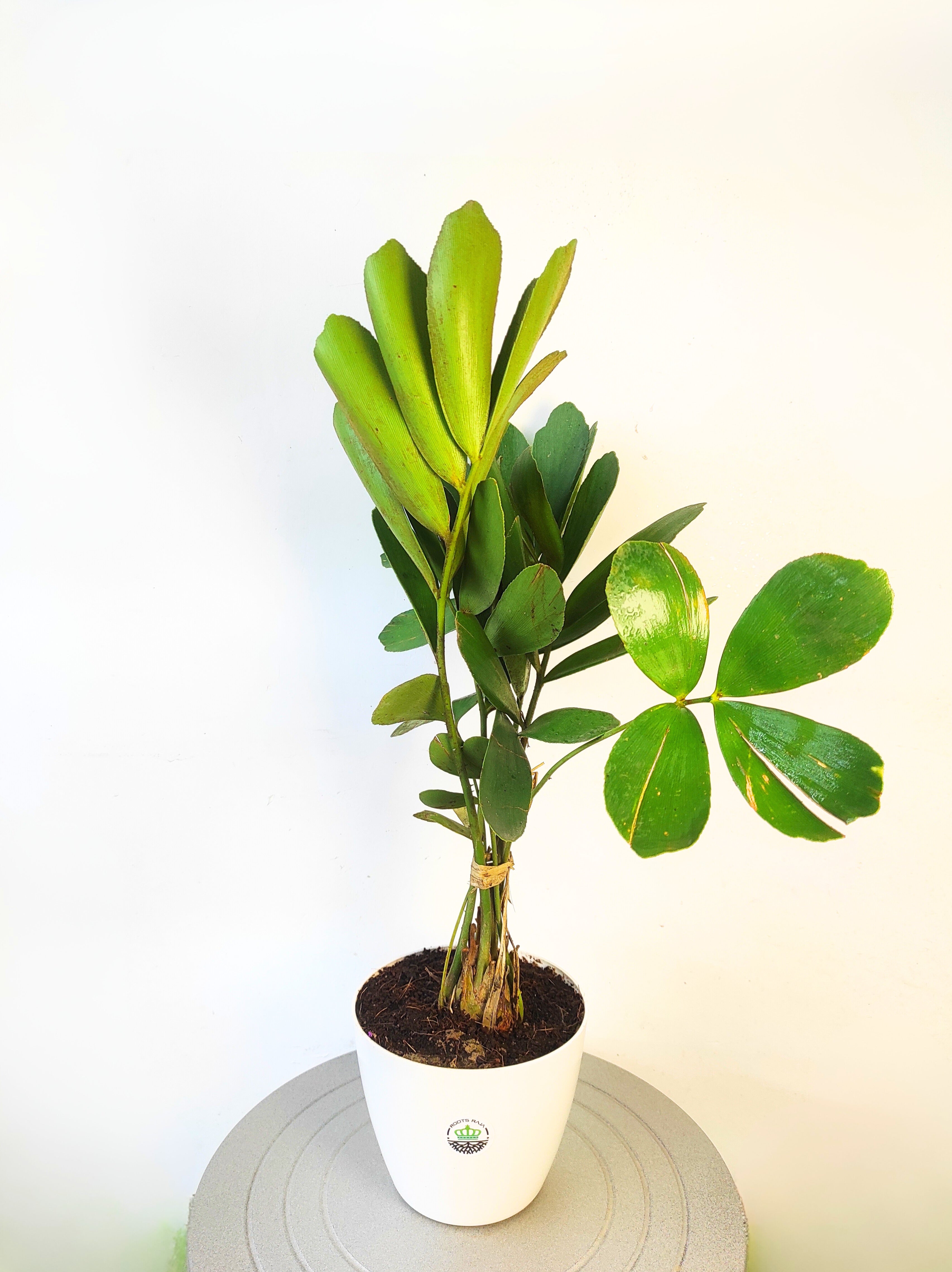 Zamia Palm