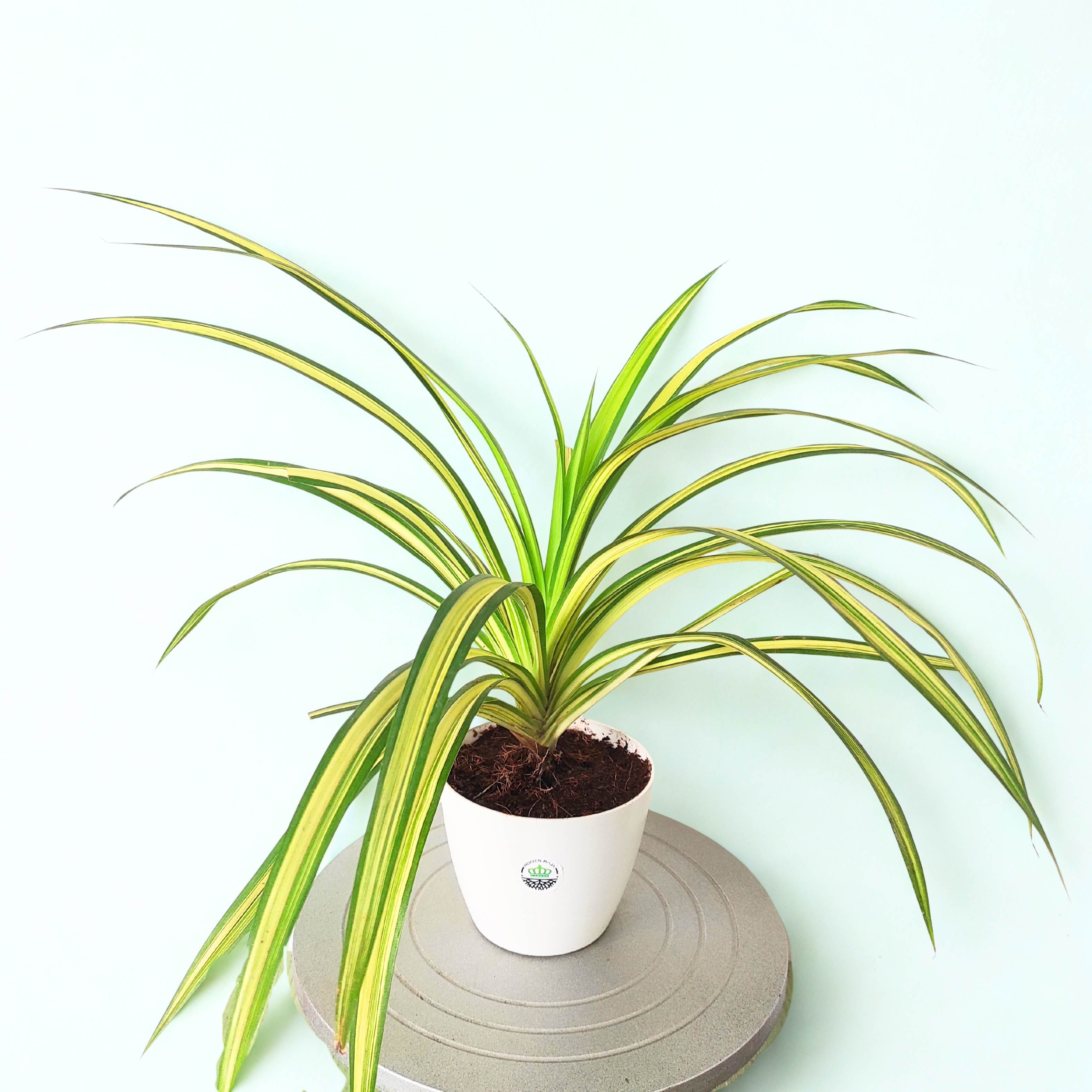 golden spider plant Spider Plant Variegated