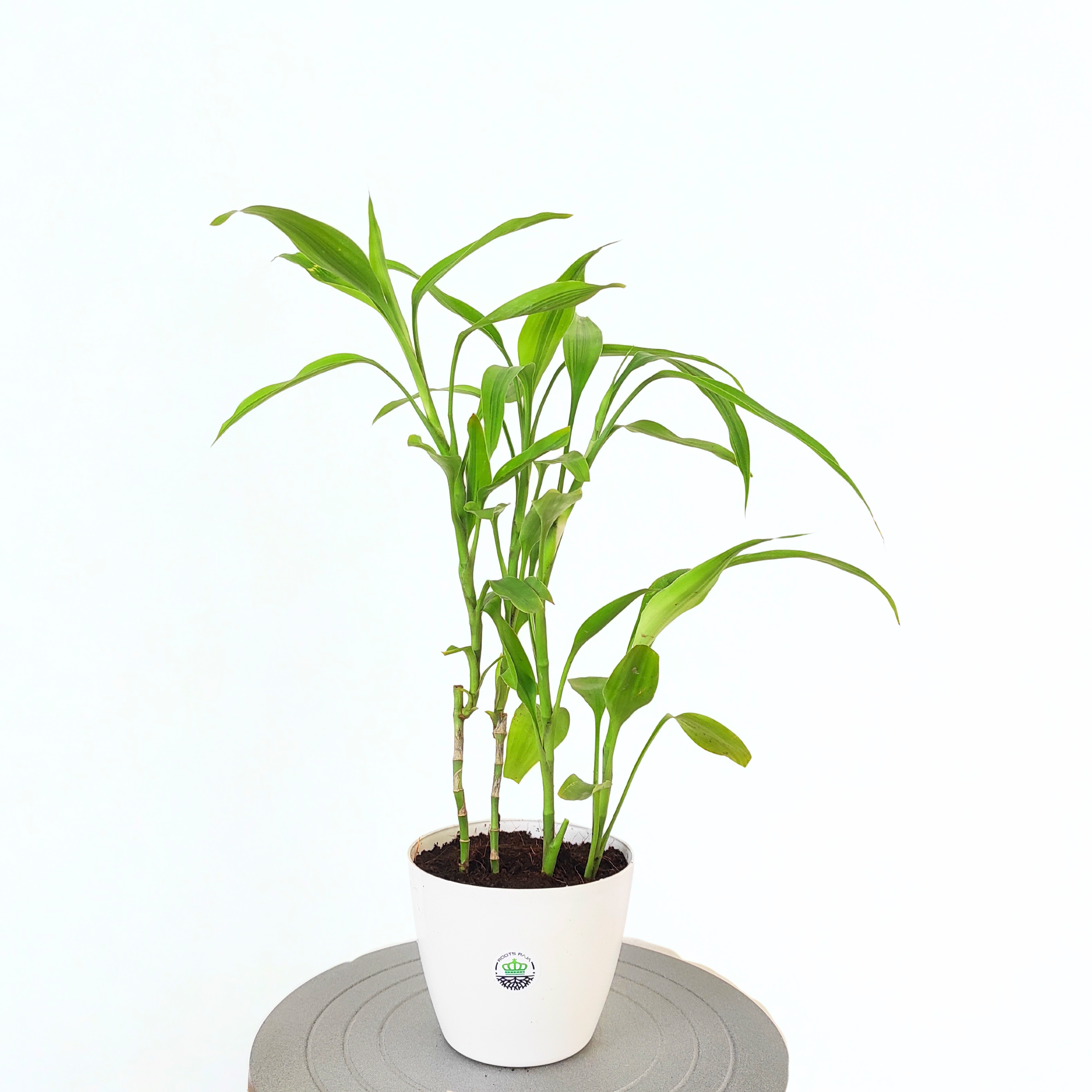 Lucky Bamboo Plant (Soil)