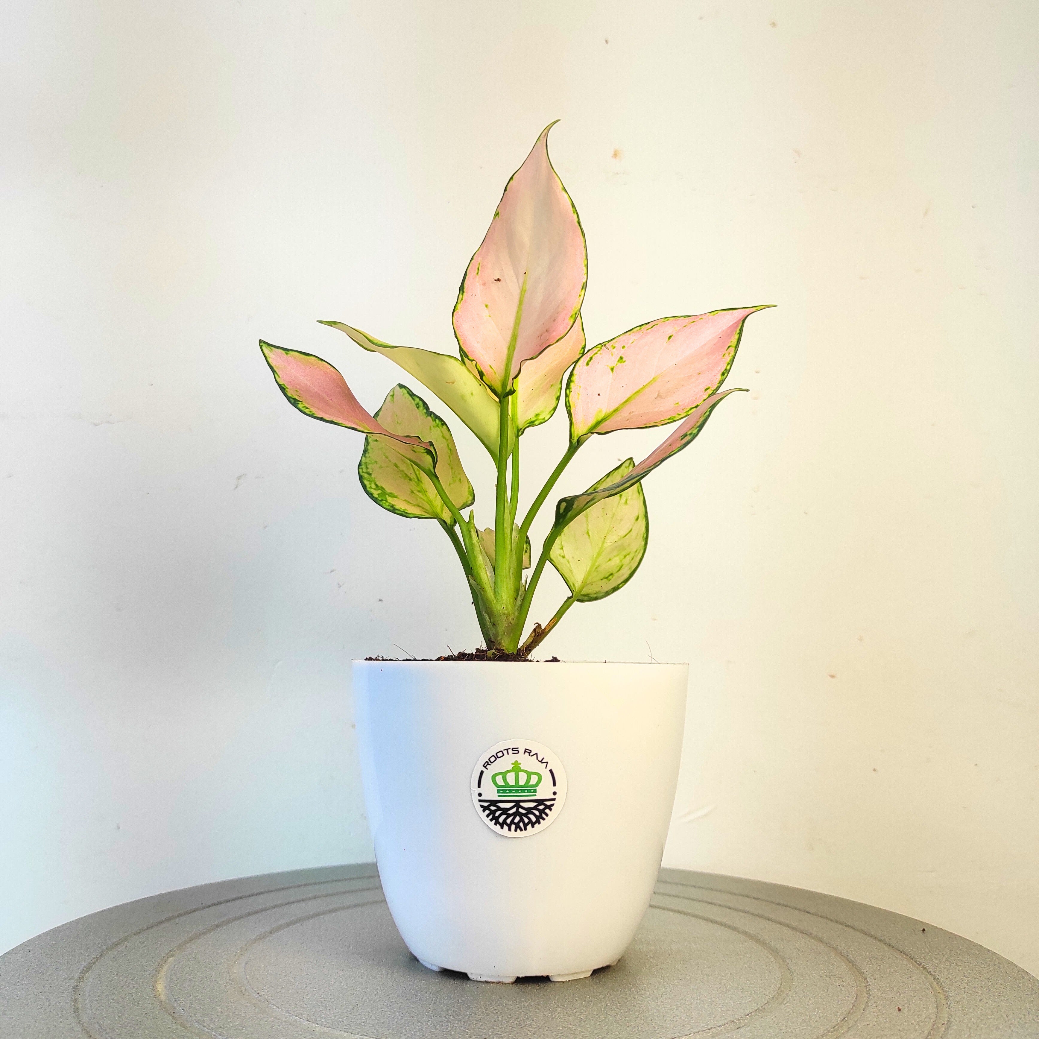 Aglaonema White Pink