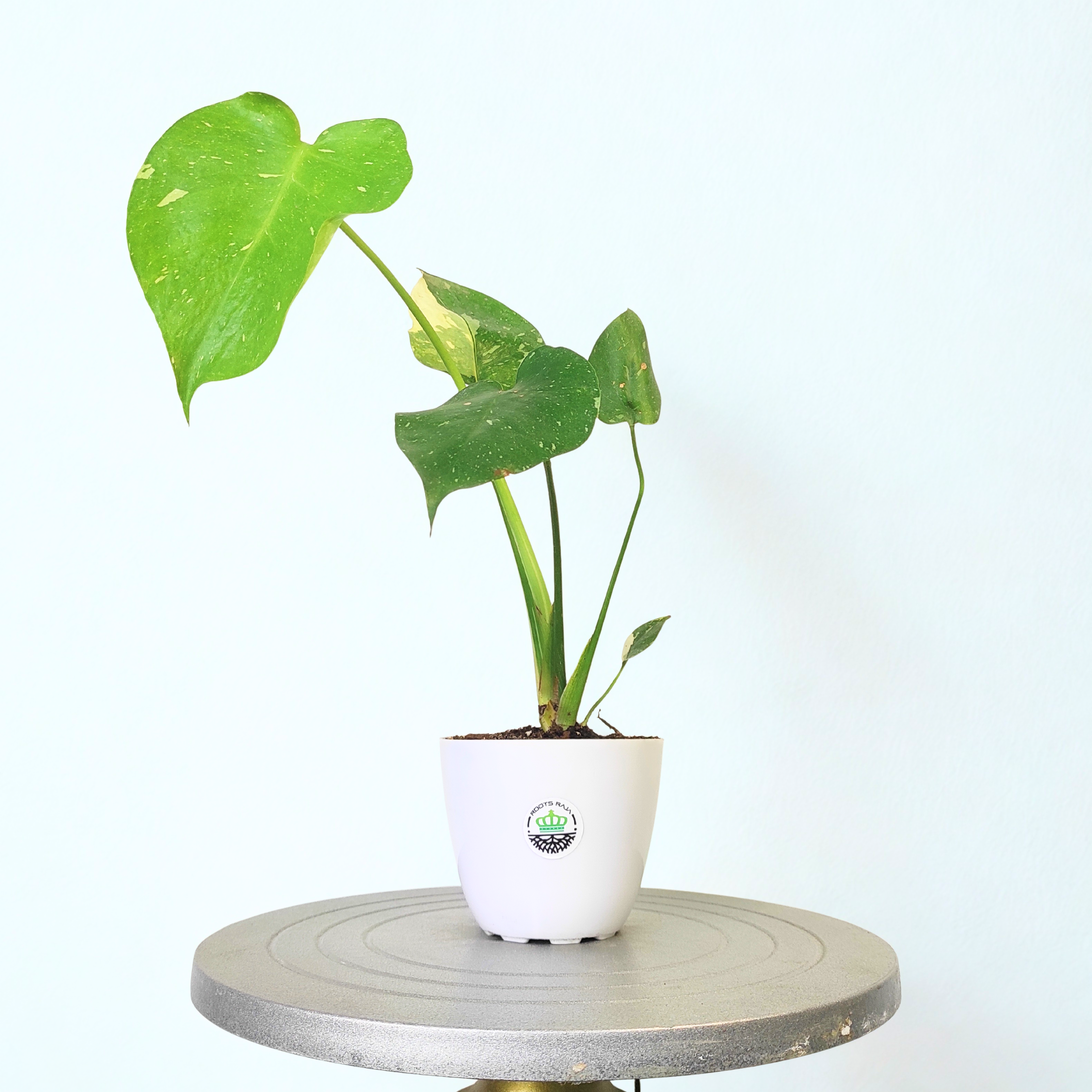 Monstera Thai Constellation
