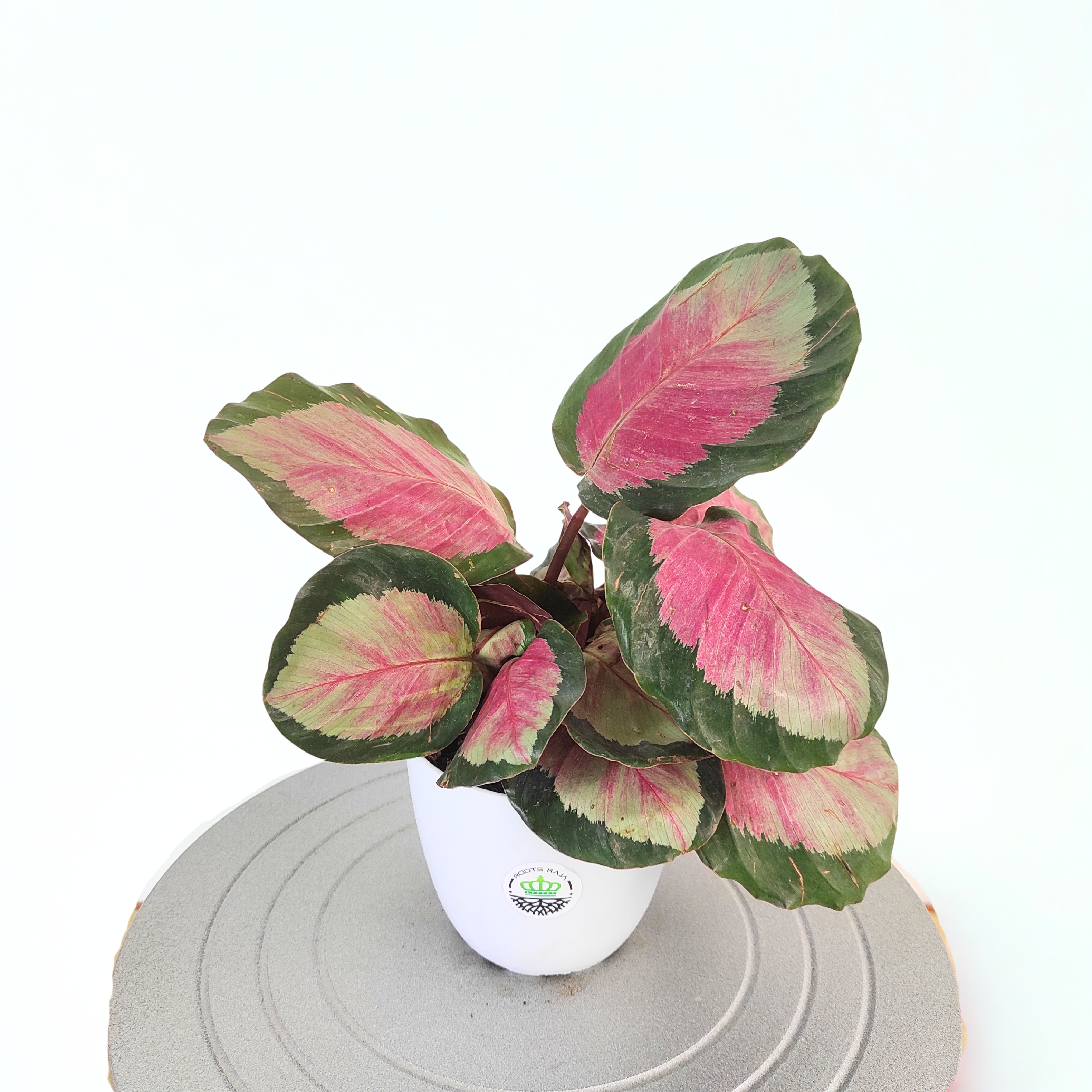 Calathea roseopicta 'Rosy'
