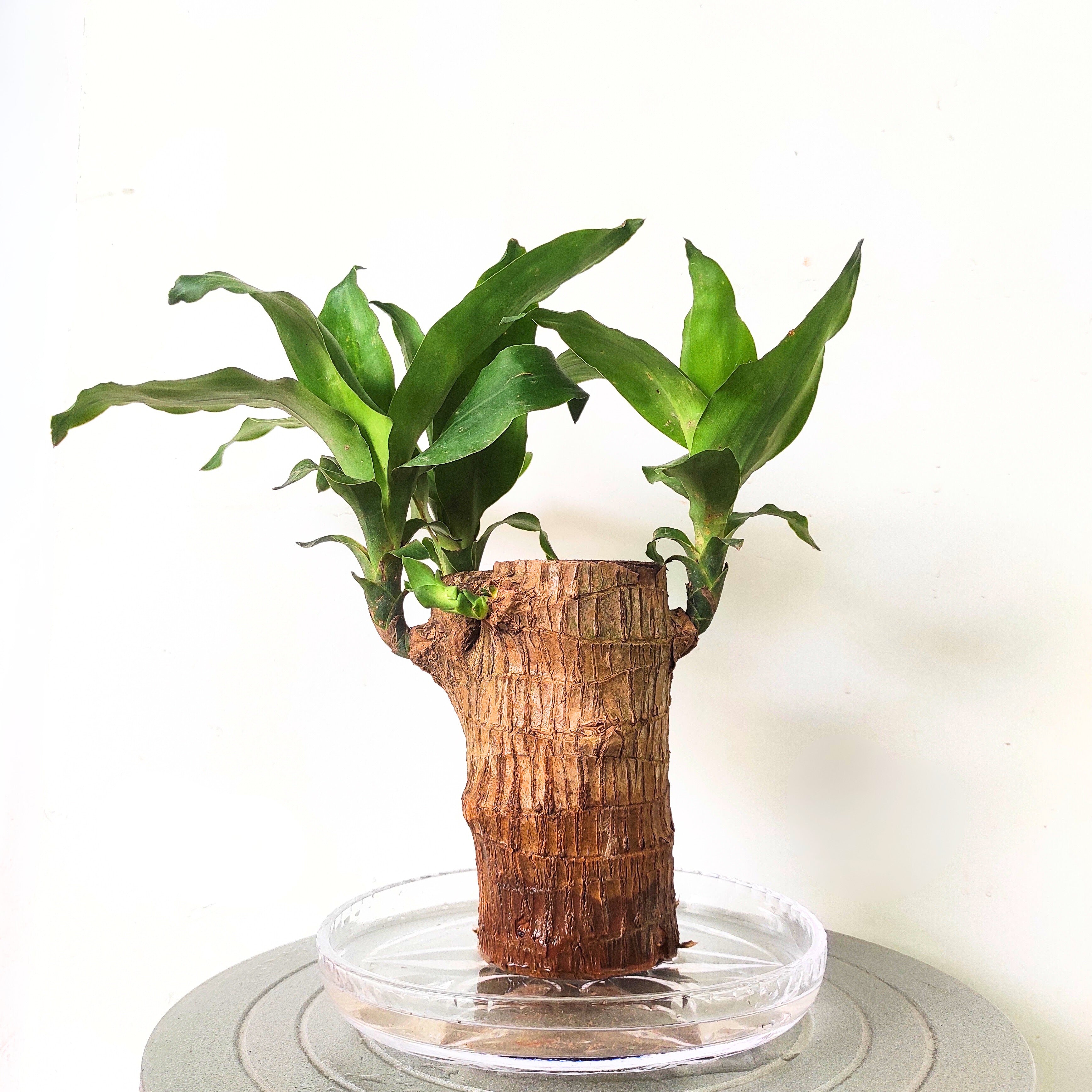 Brazilian Wood Plant