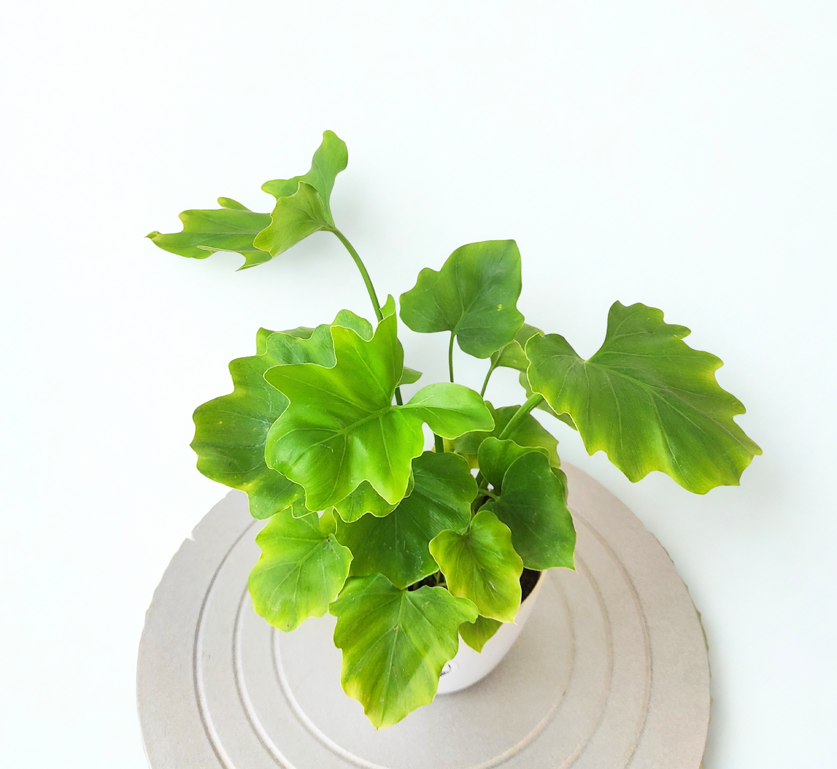 Philodendron bipinnatifidum