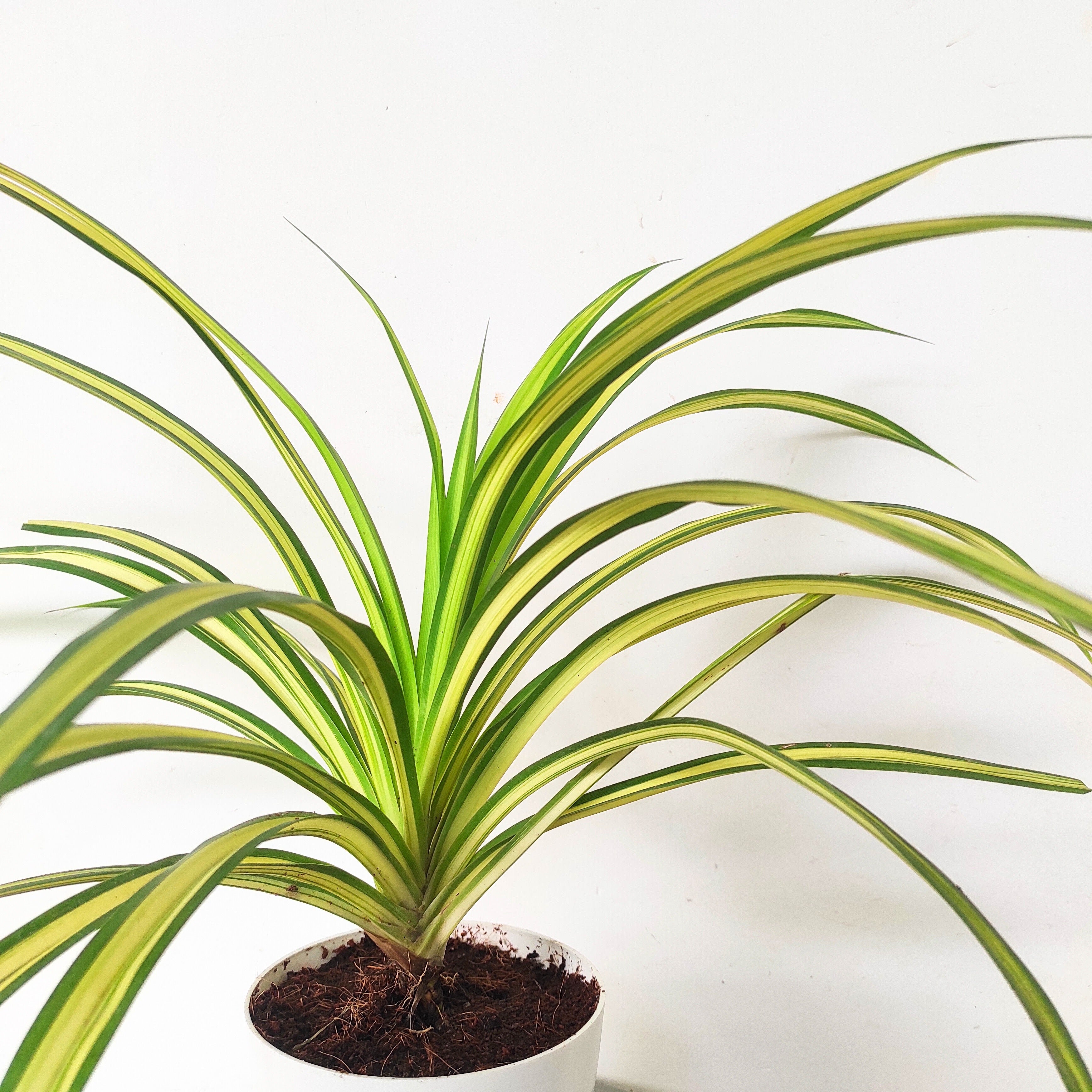 Spider Plant Variegated