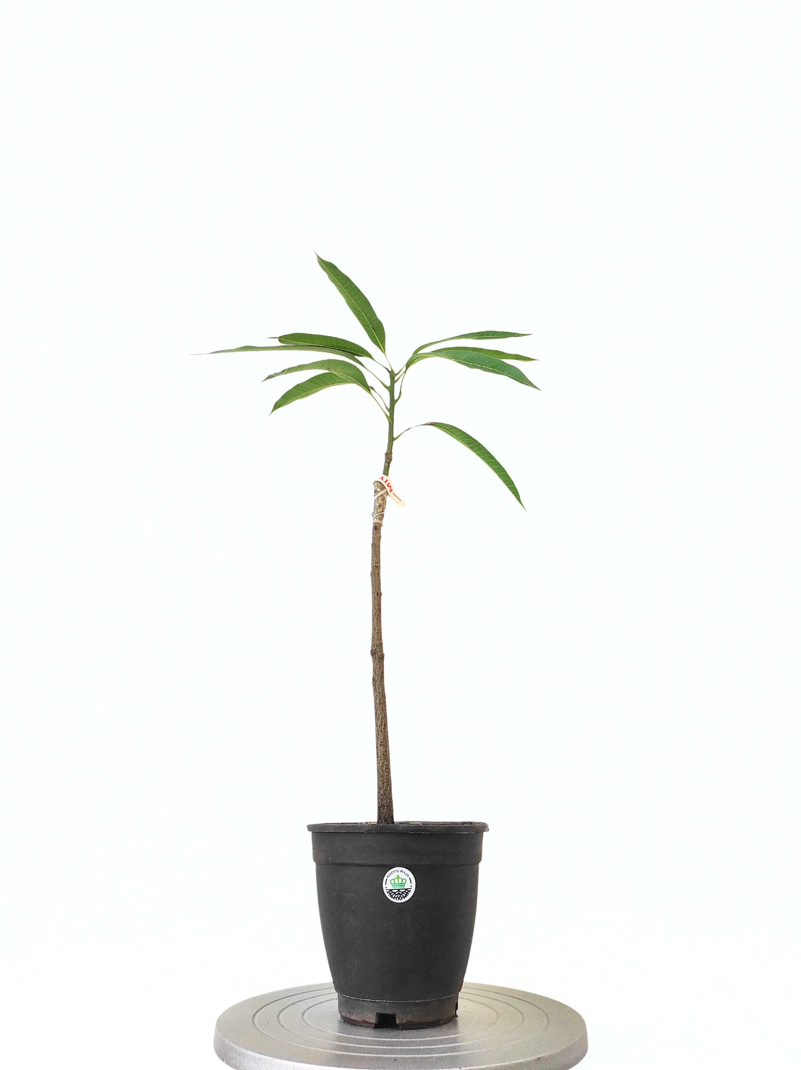 Grafted Miyazaki Mango