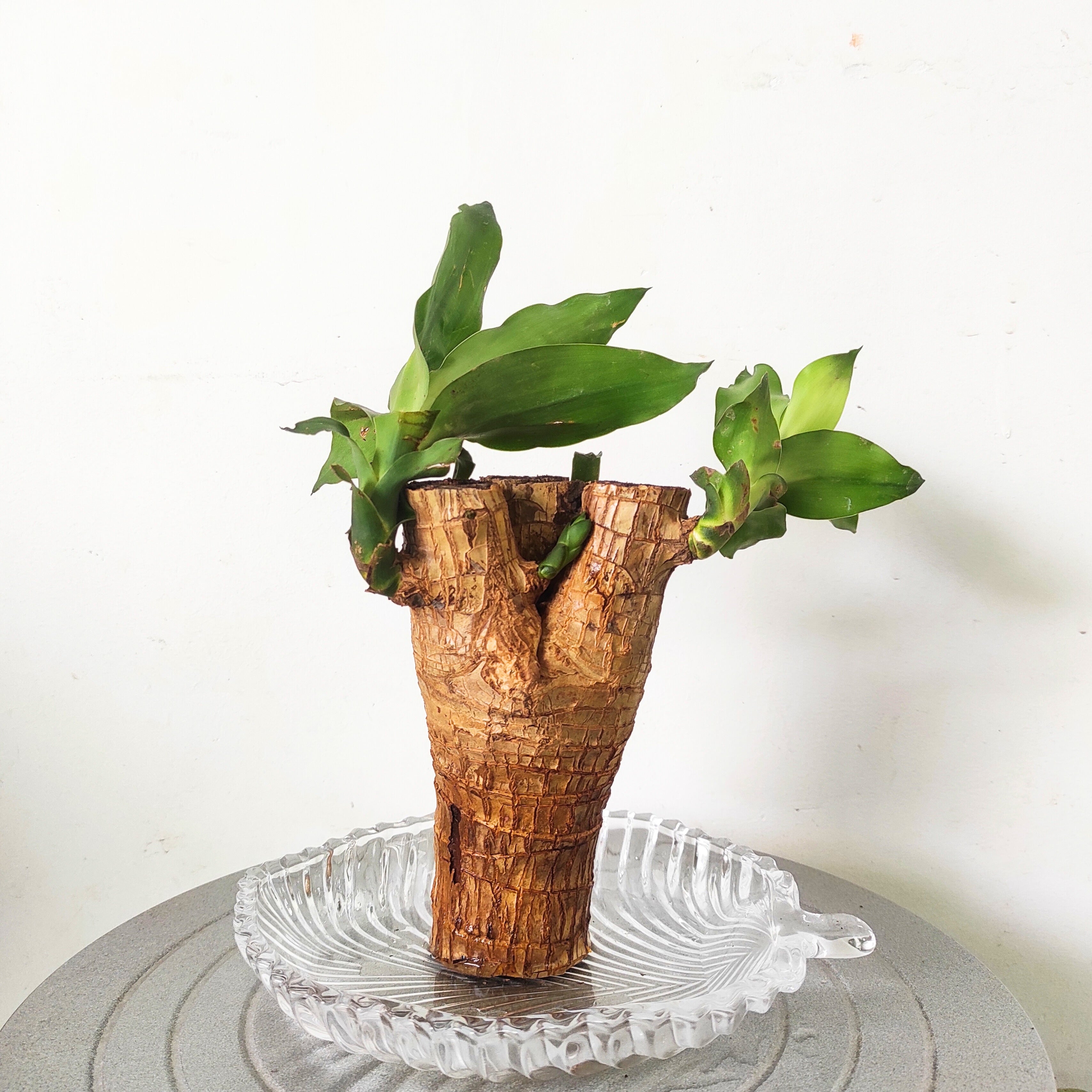 Brazilian Wood Plant