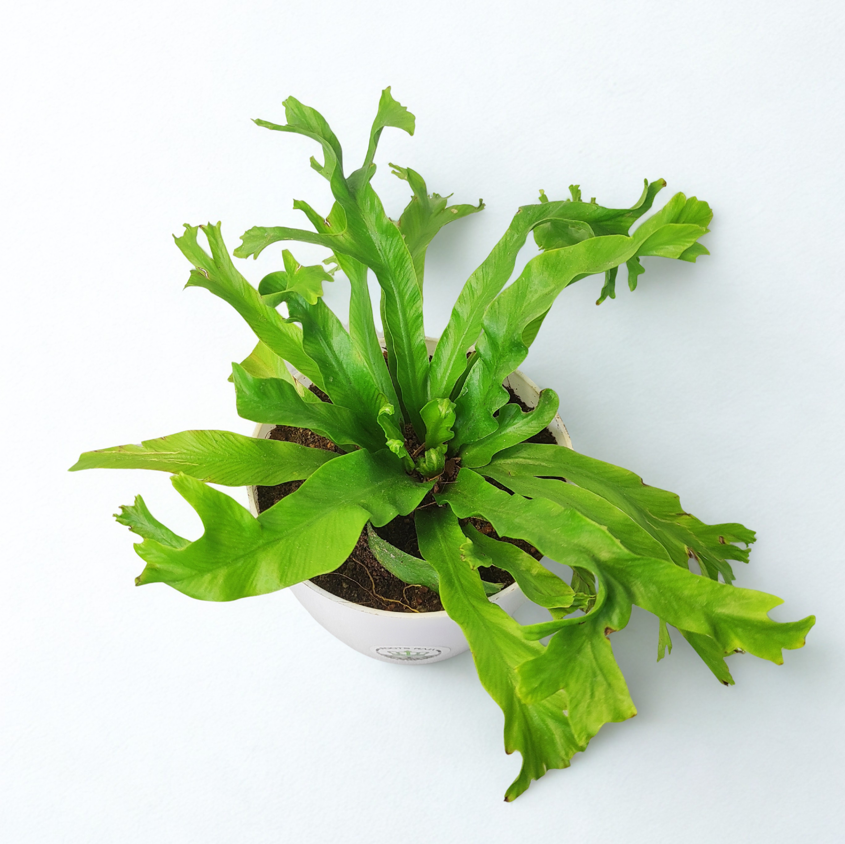 Asplenium Crissie Plant