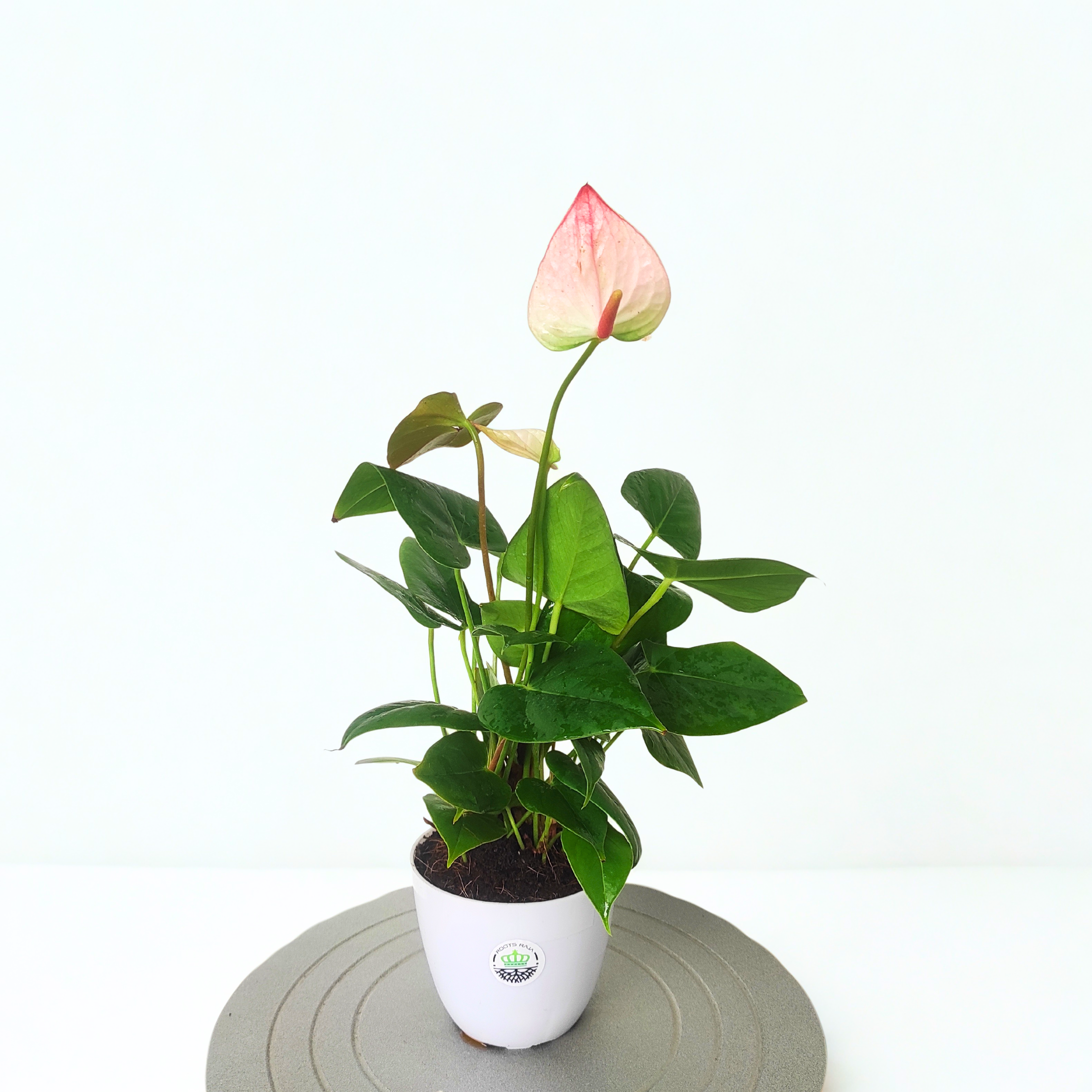 Anthurium (White-Pink)