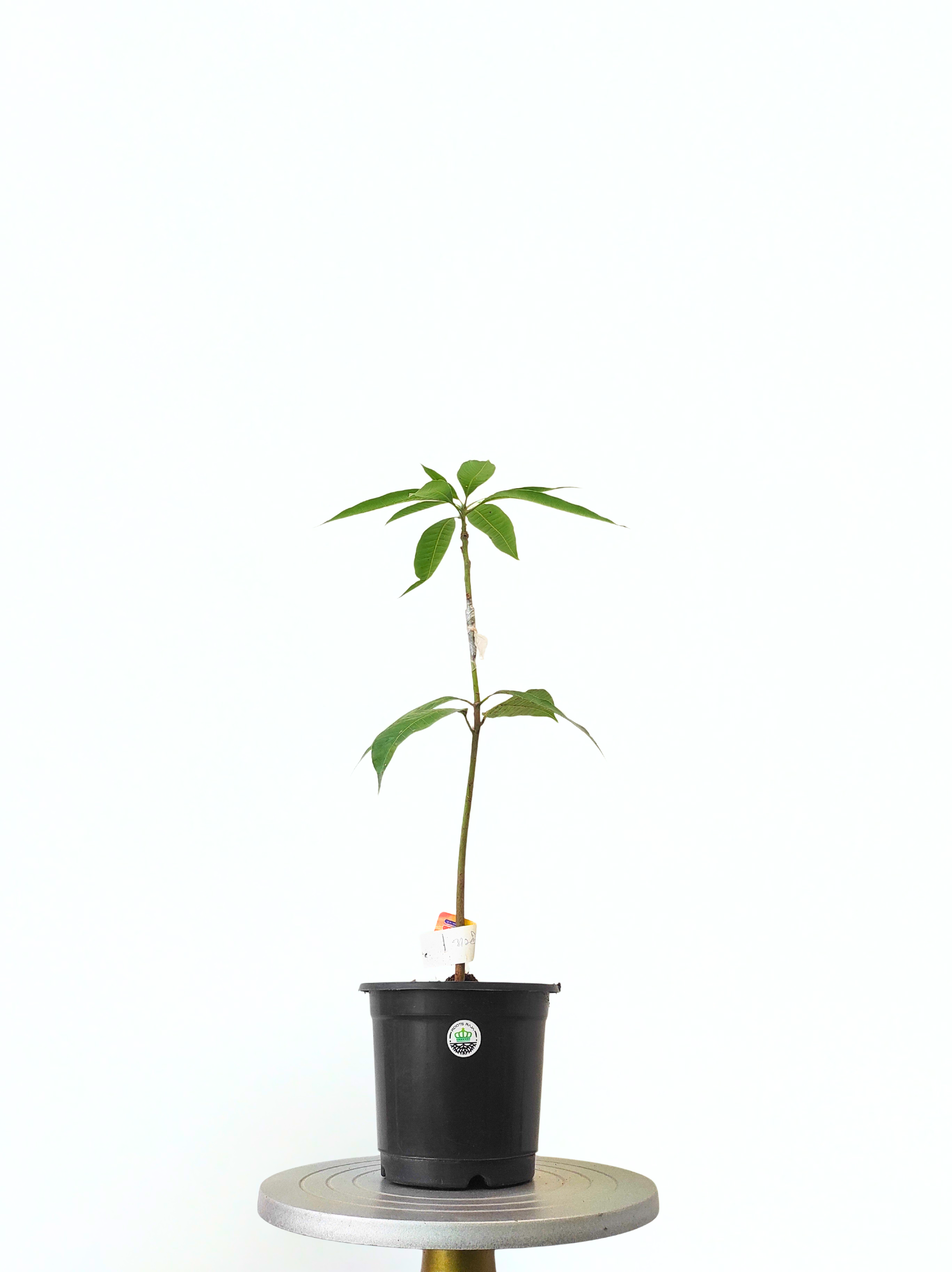 Grafted Ambika Mango
