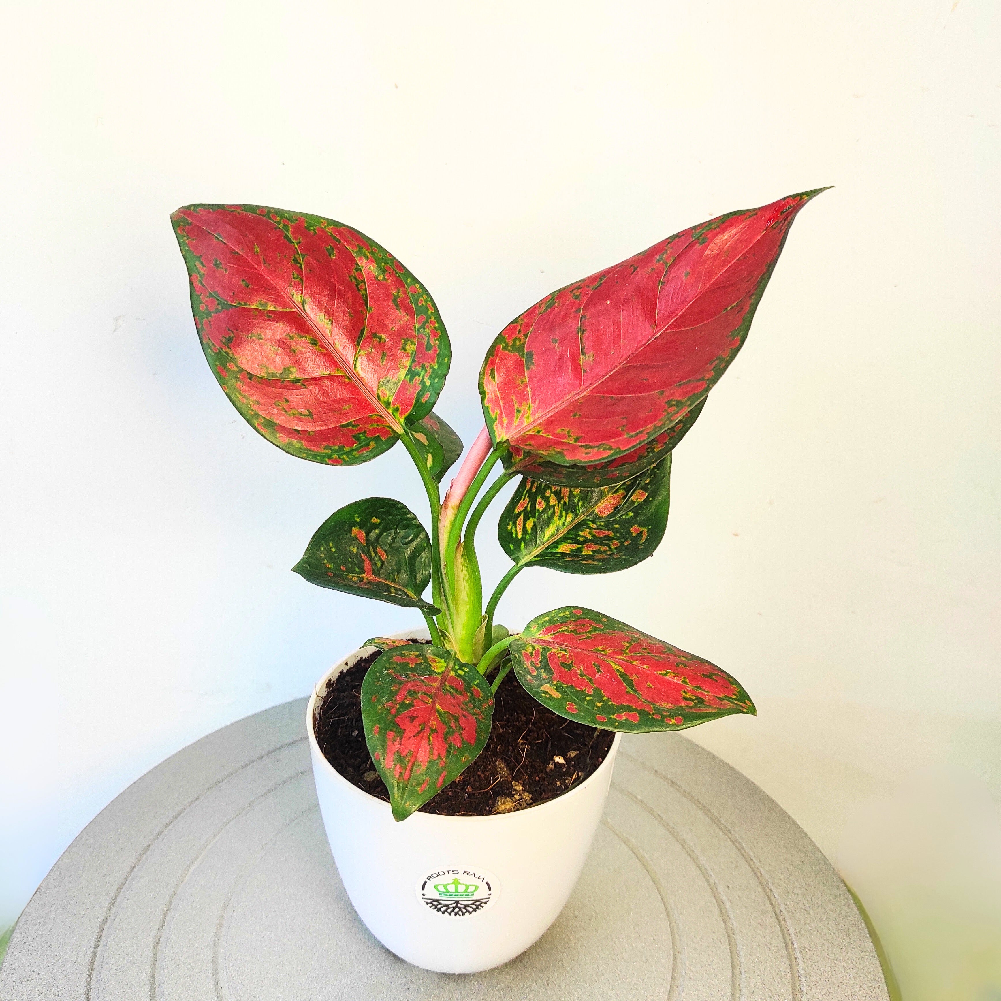 Aglaonema Red wine
