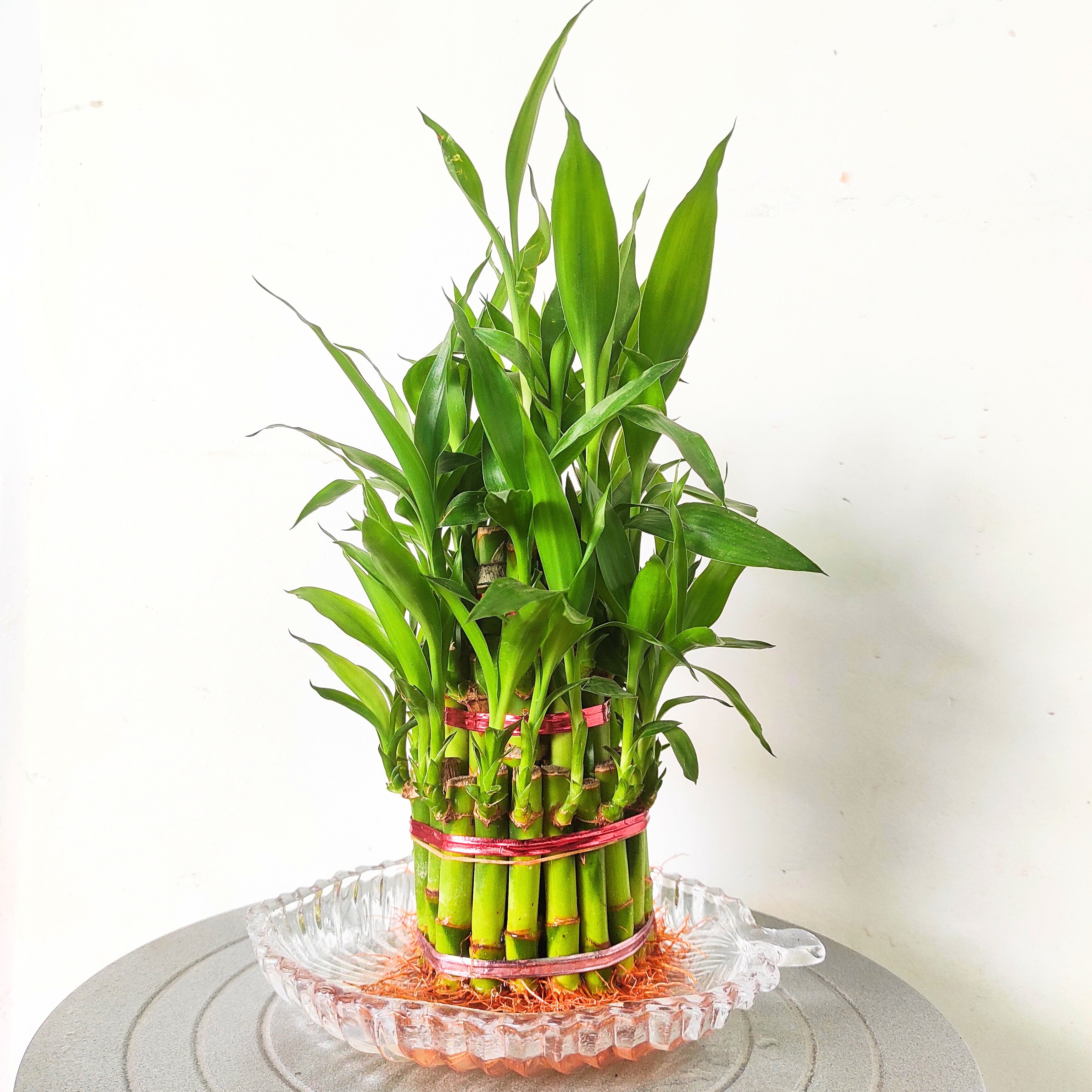 Lucky Bamboo