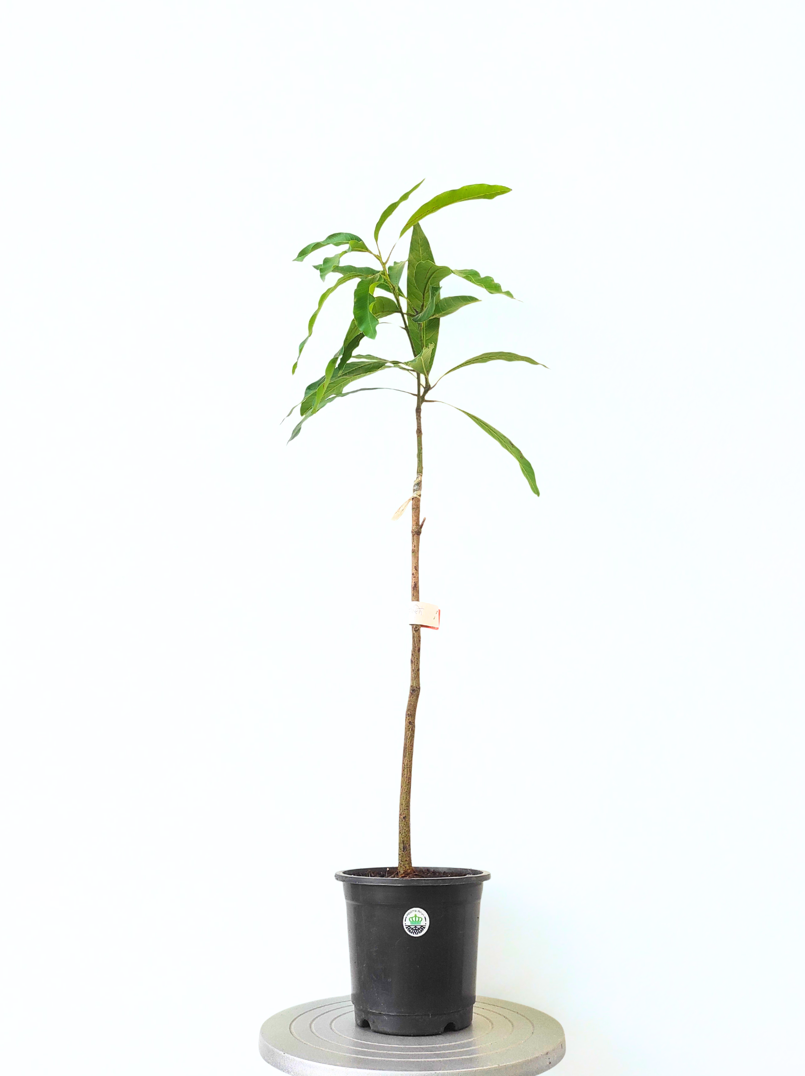 Grafted Amrapali Mango