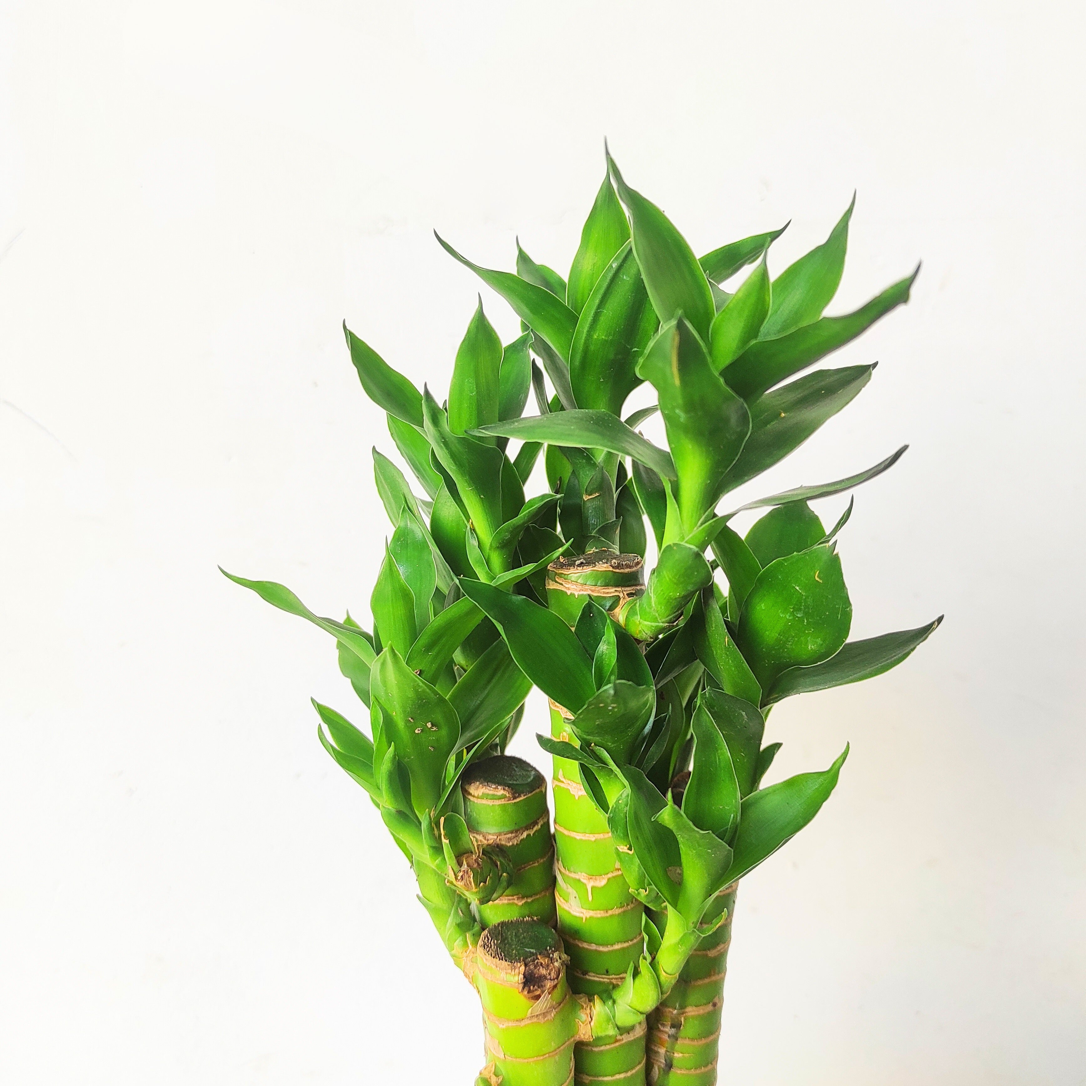 Lotus Bamboo Plant (5 Sticks)