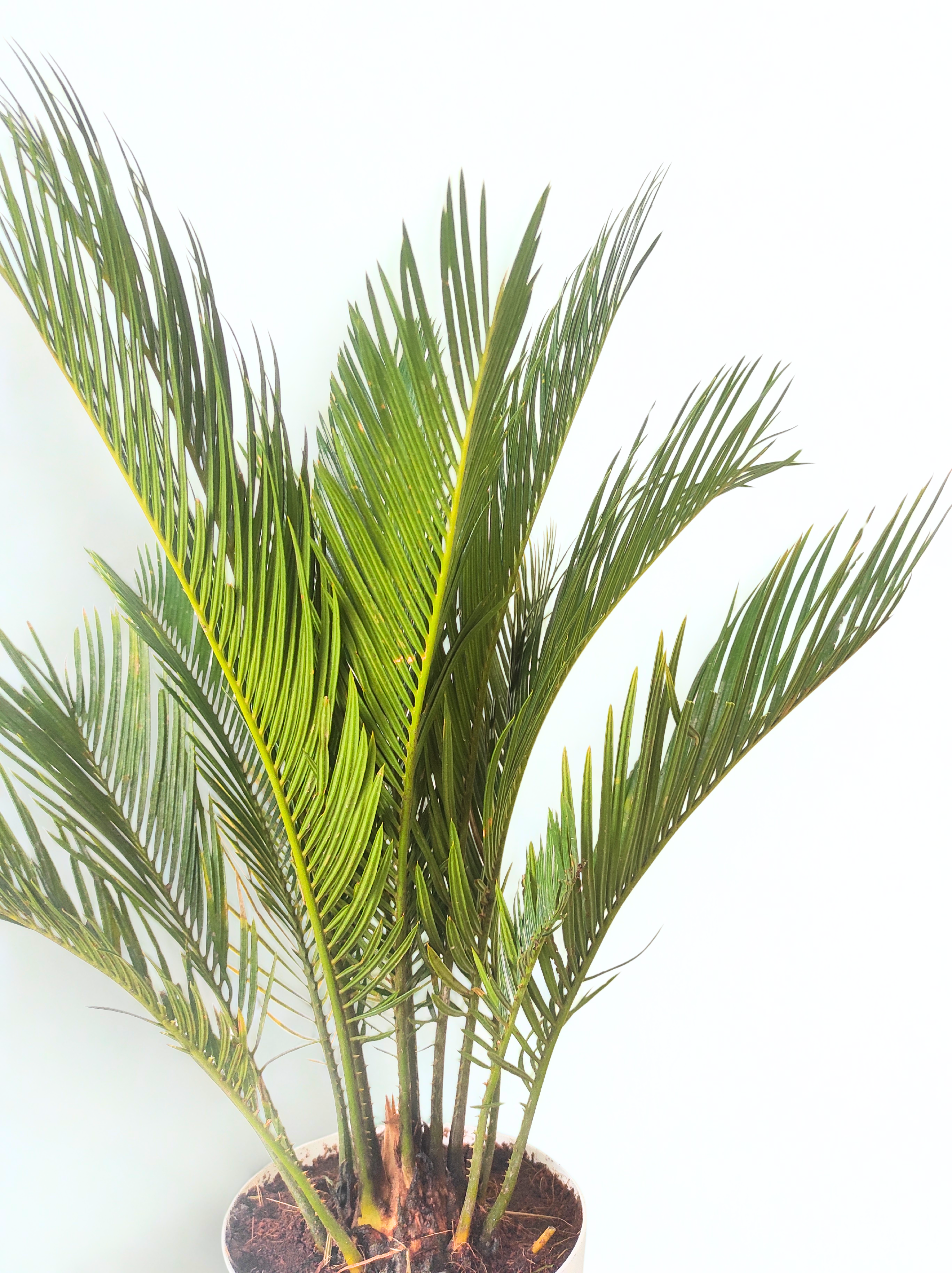 Cycas Palm Plant