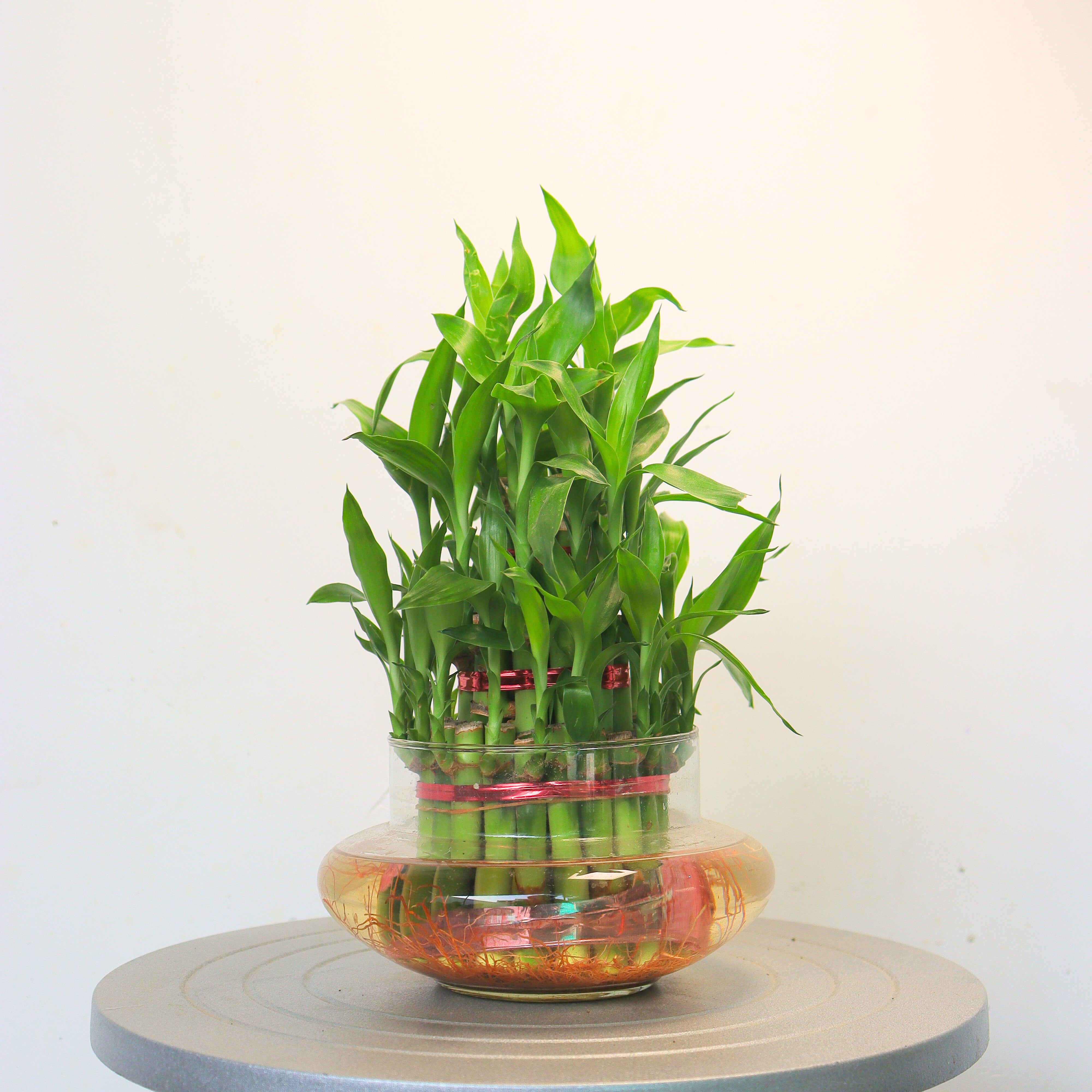 Lucky Bamboo