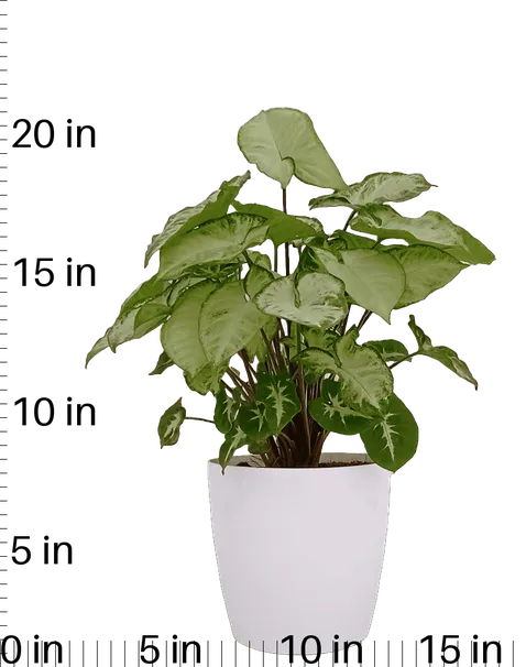 Syngonium Little pixie