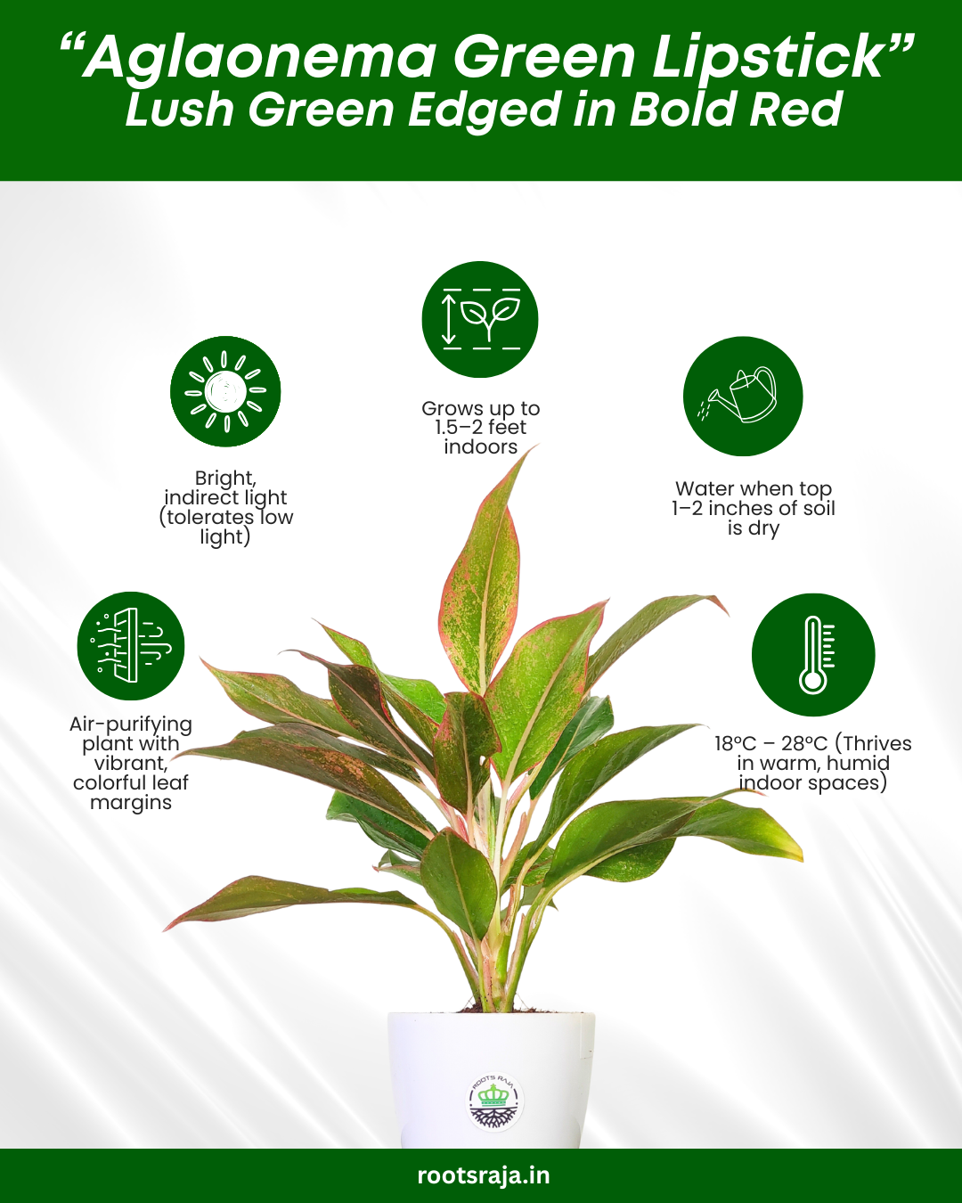Aglaonema 'Green Lipstick'