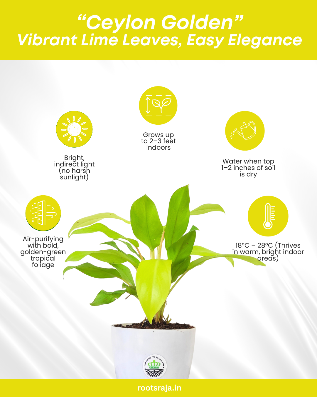 philodendron ceylon gold scientific name Buy Philodendron Ceylon Golden Plant Online