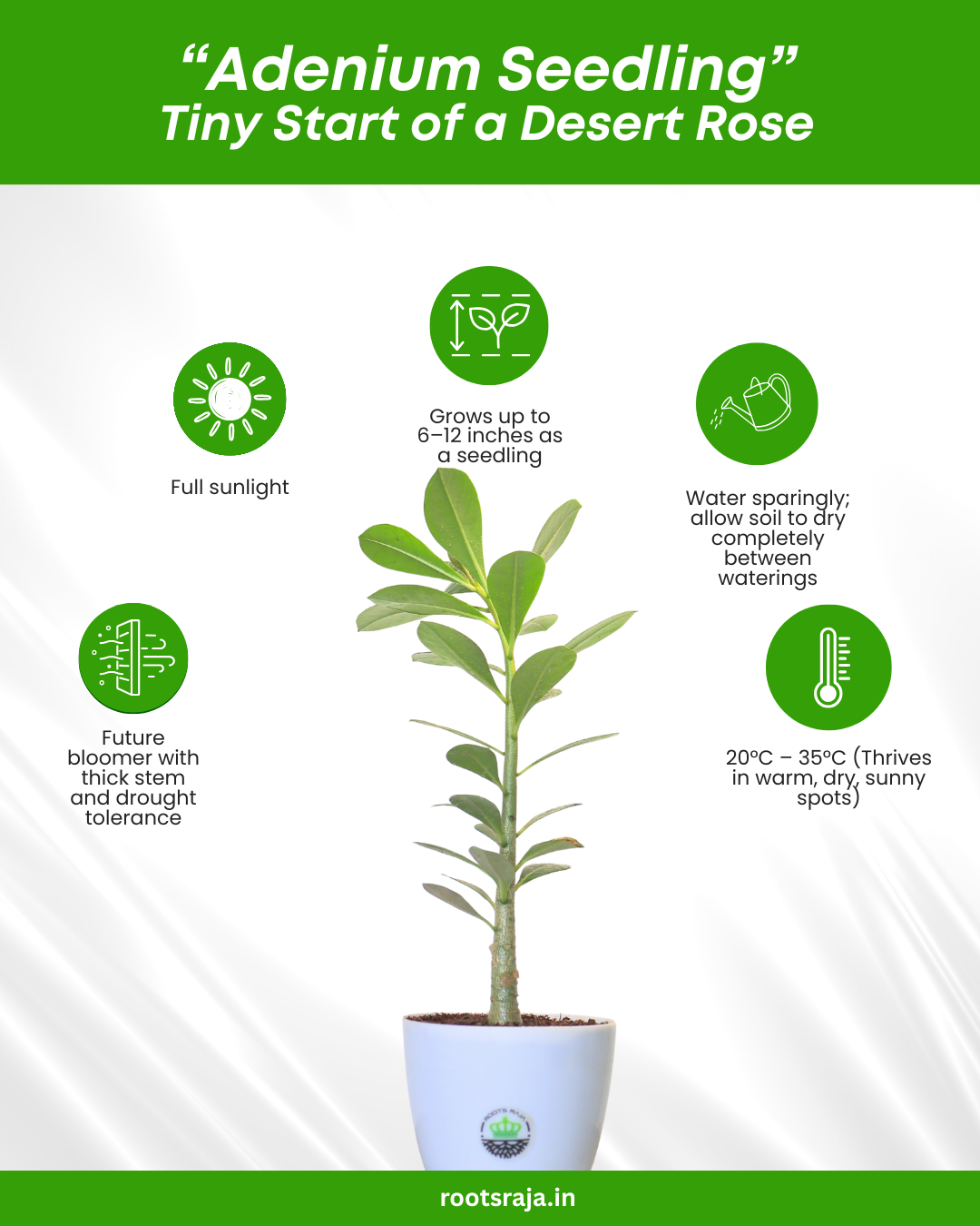 Adenium Seedlings