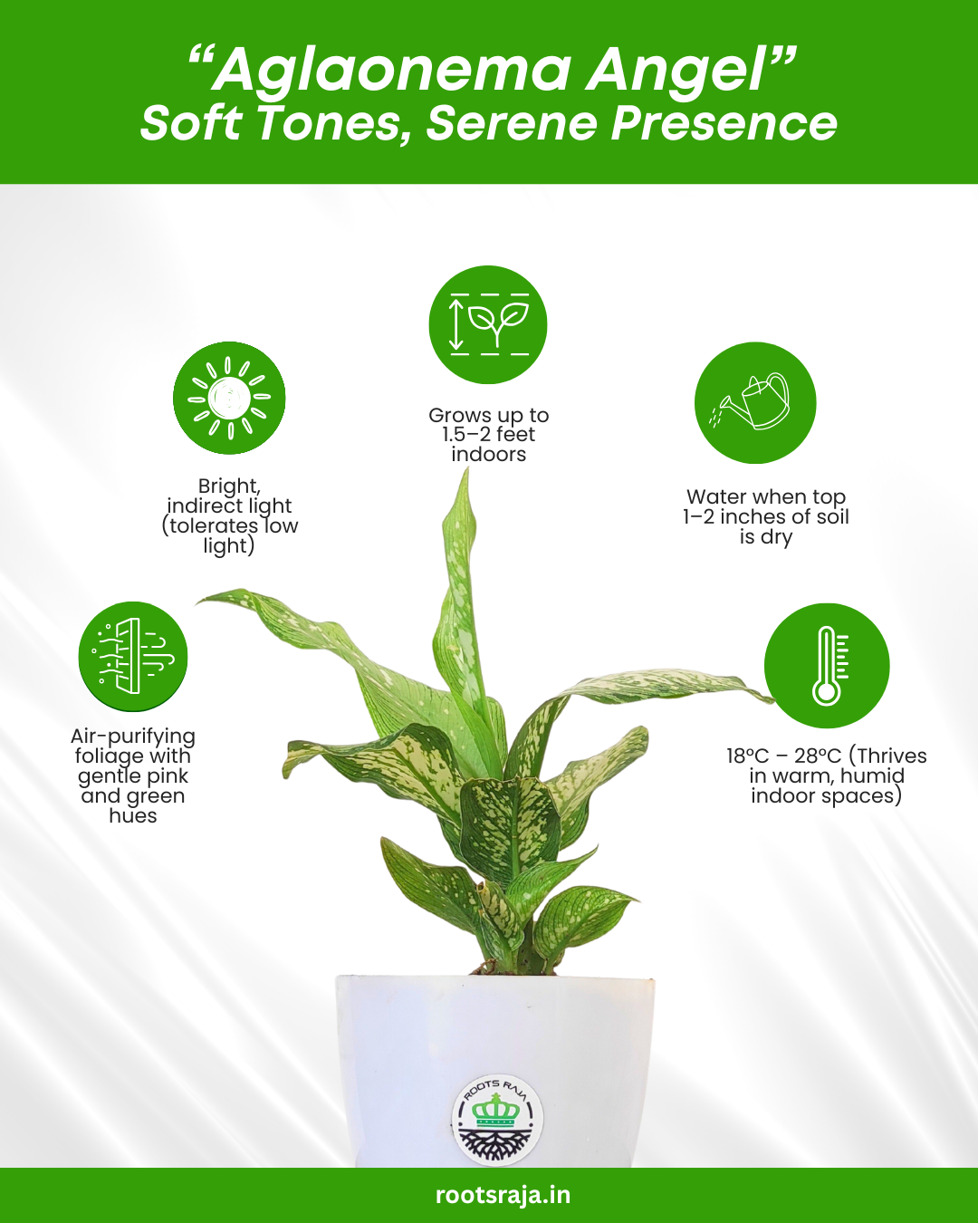 Aglaonema Angel