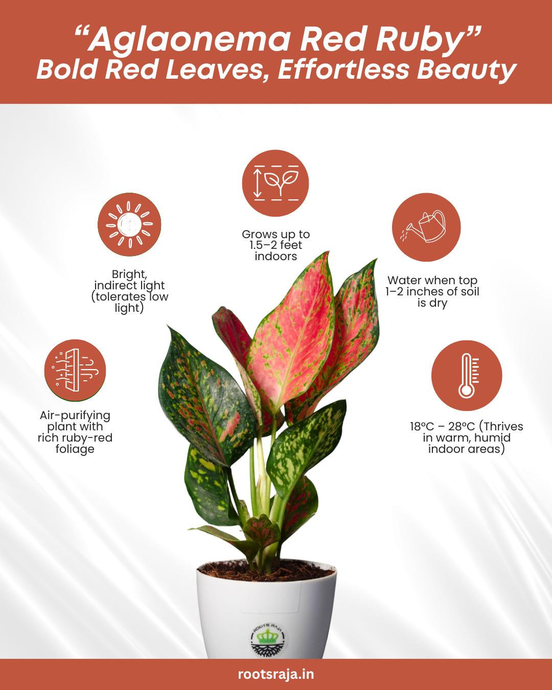 georgi's ruby colorful aglaonema Aglaonema Red Ruby: Beautiful, Low-Maintenance Indoor Plant – rootsraja.in
