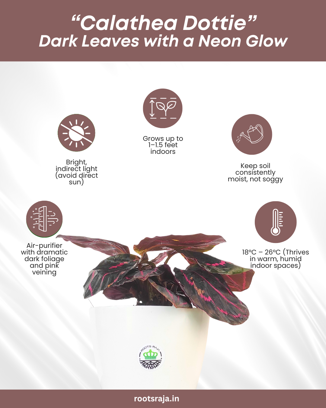 Calathea Dottie
