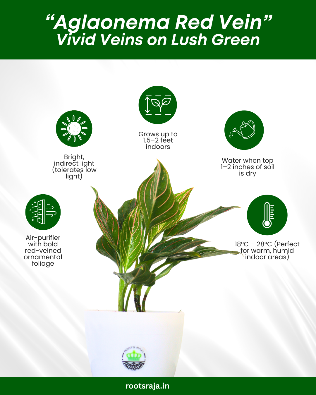 Aglaonema Red Vein