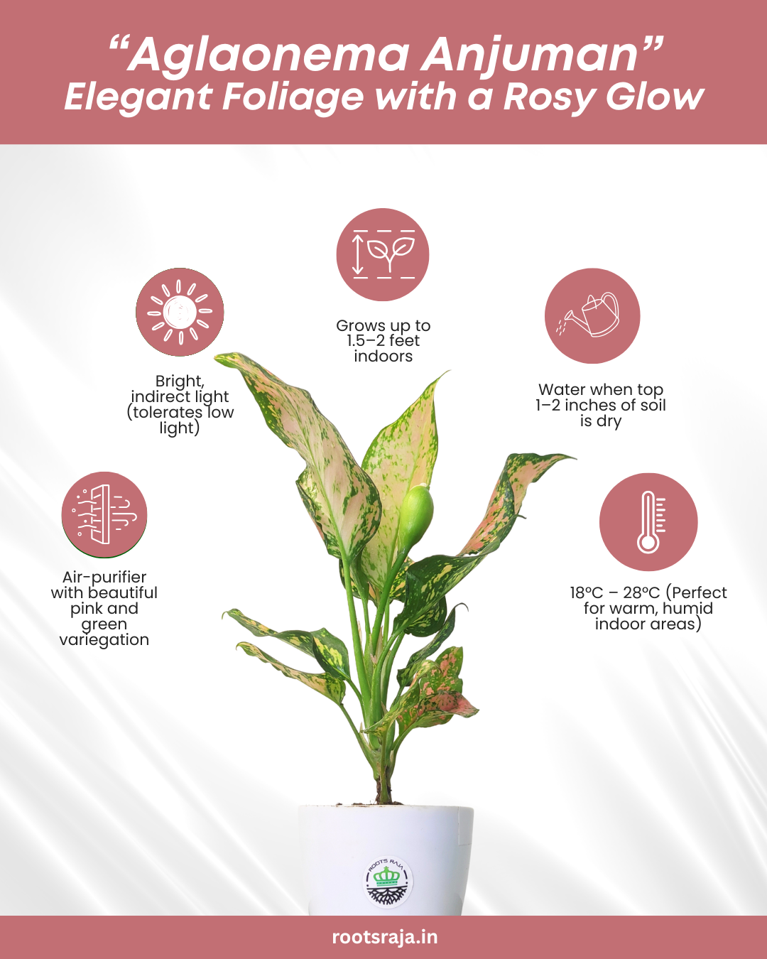 Aglaonema Anjuman