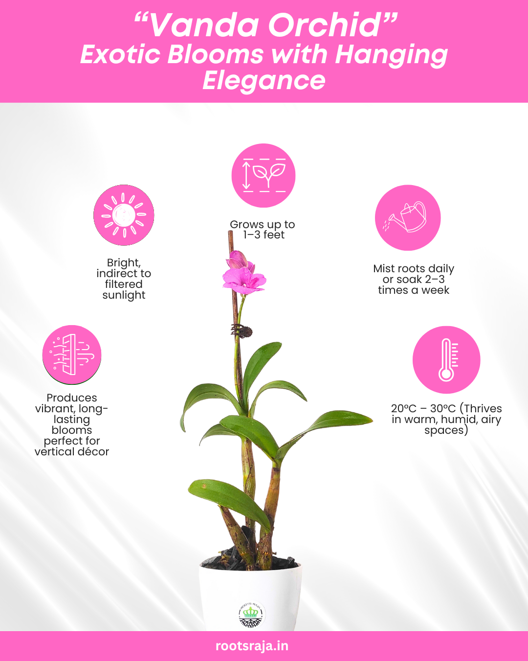 Vanda Orchid