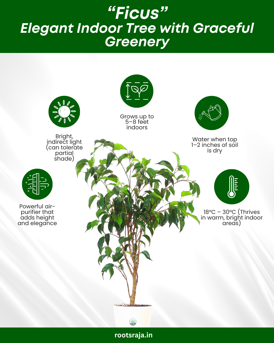 Ficus