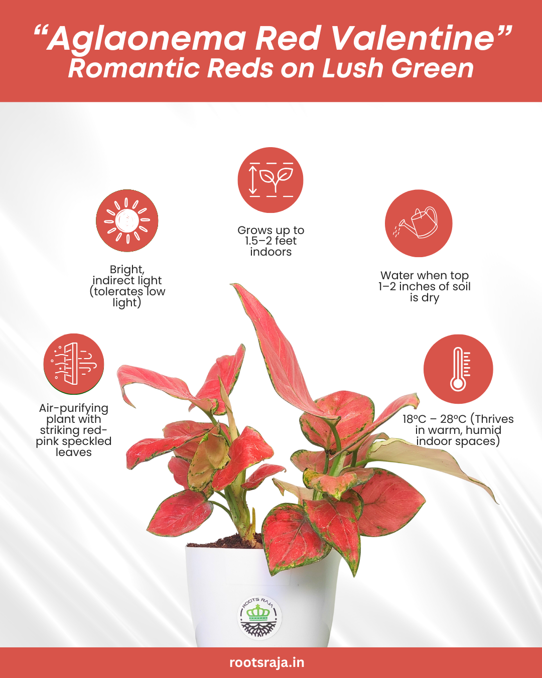 Aglaonema Red Valentine