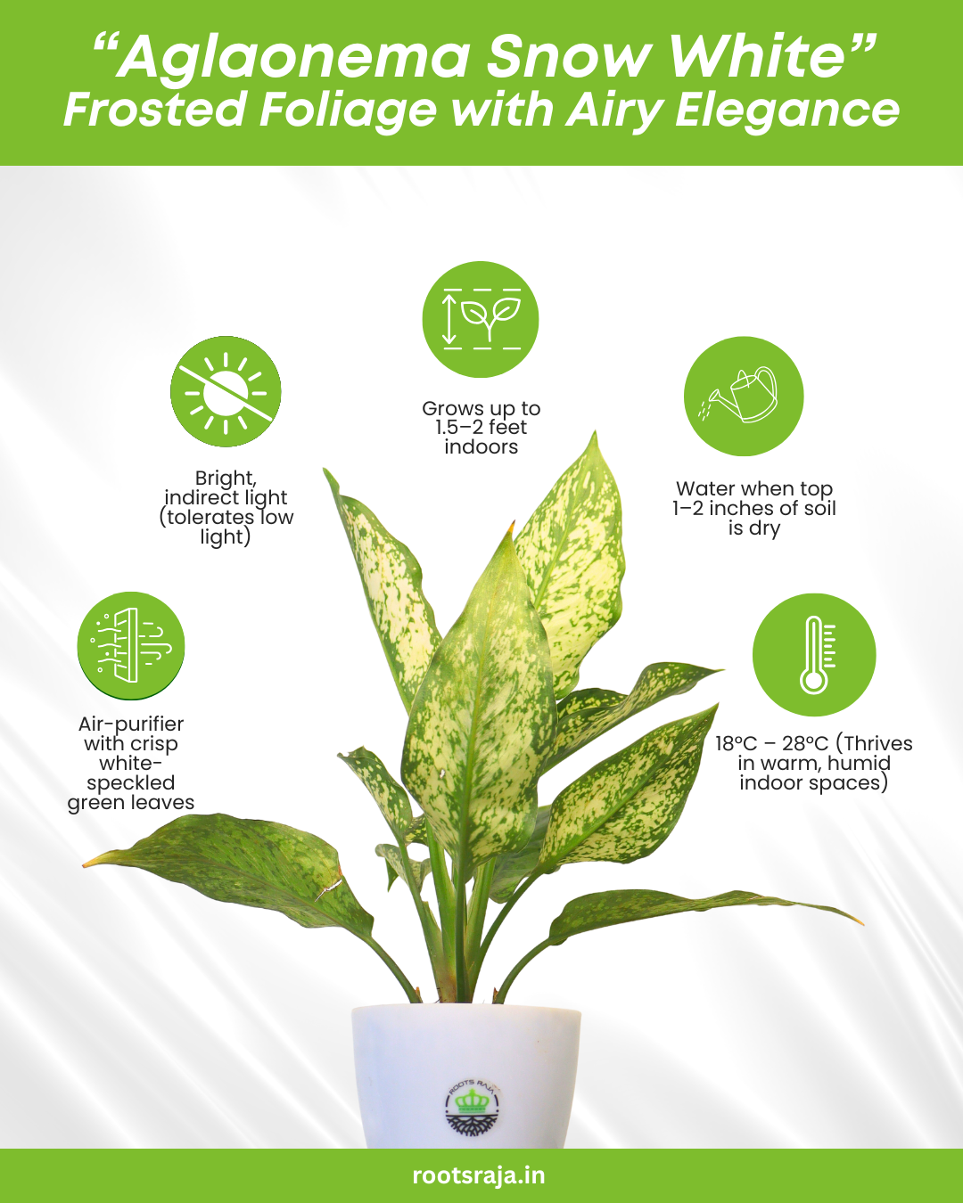 aglaonema snow white scientific name Aglaonema Snow White – Elegant Low-Maintenance Plant – rootsraja.in