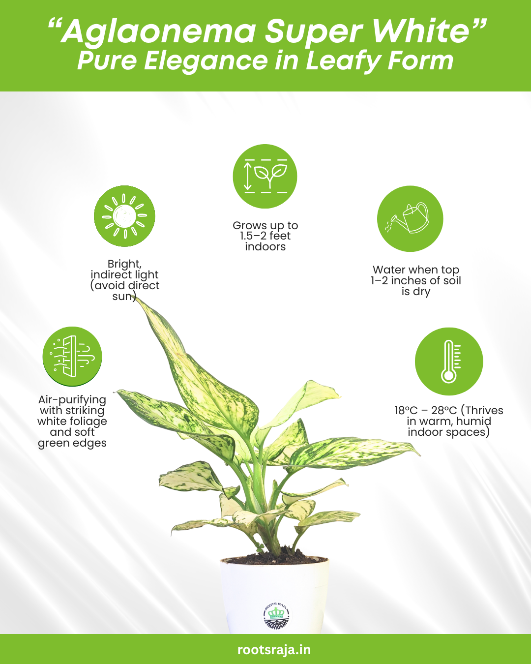 Aglaonema Super White