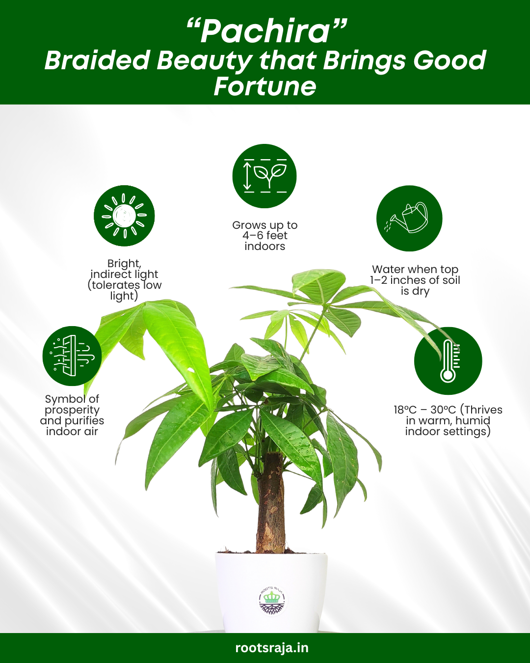 money plant leaves benefits Pachira Money Tree Plant – Care, Benefits & Buying Guide